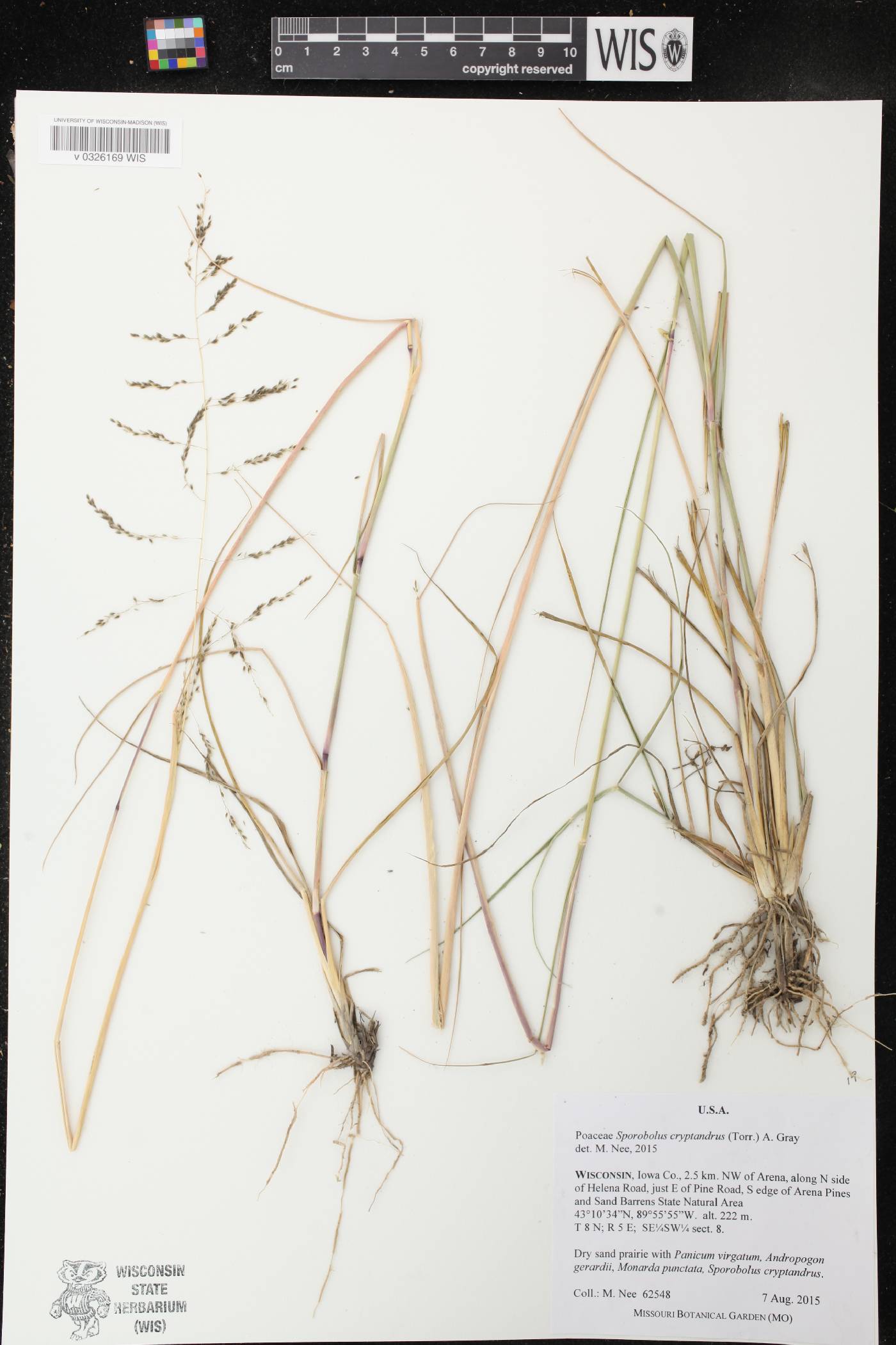Sporobolus cryptandrus image