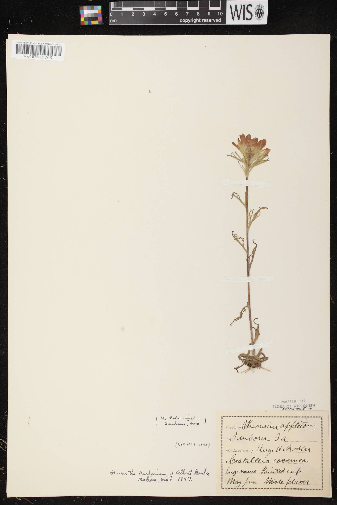 Castilleja coccinea image