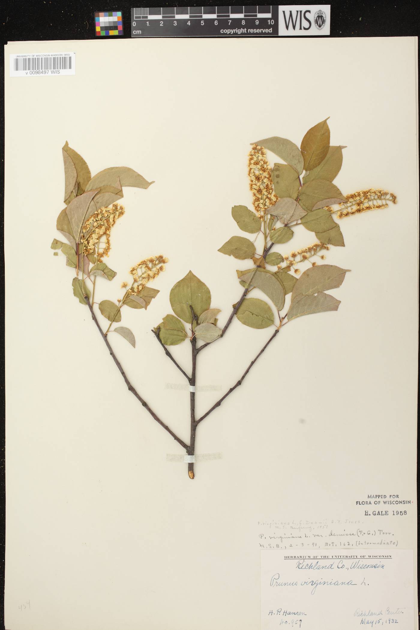 Prunus virginiana image