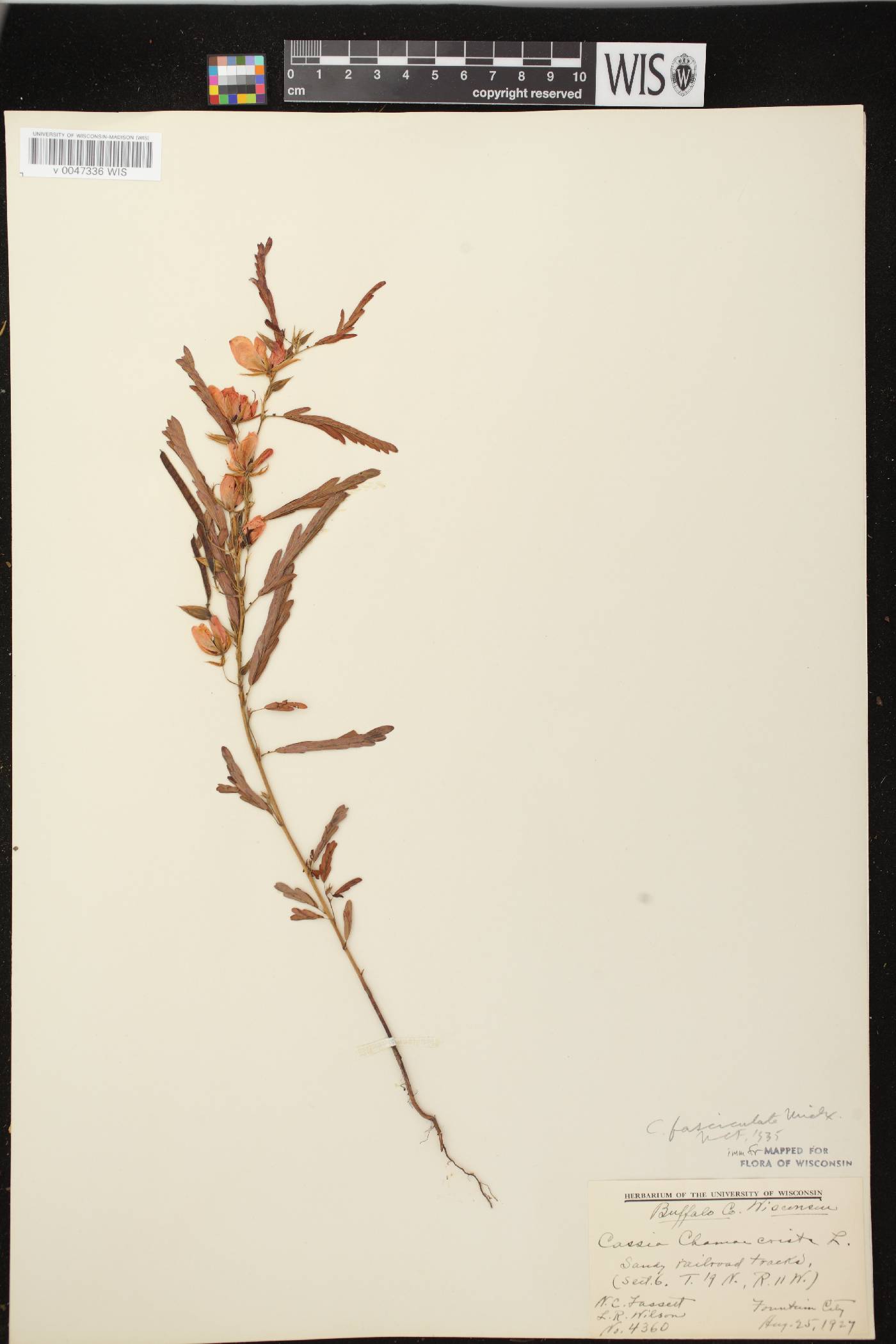 Chamaecrista fasciculata image