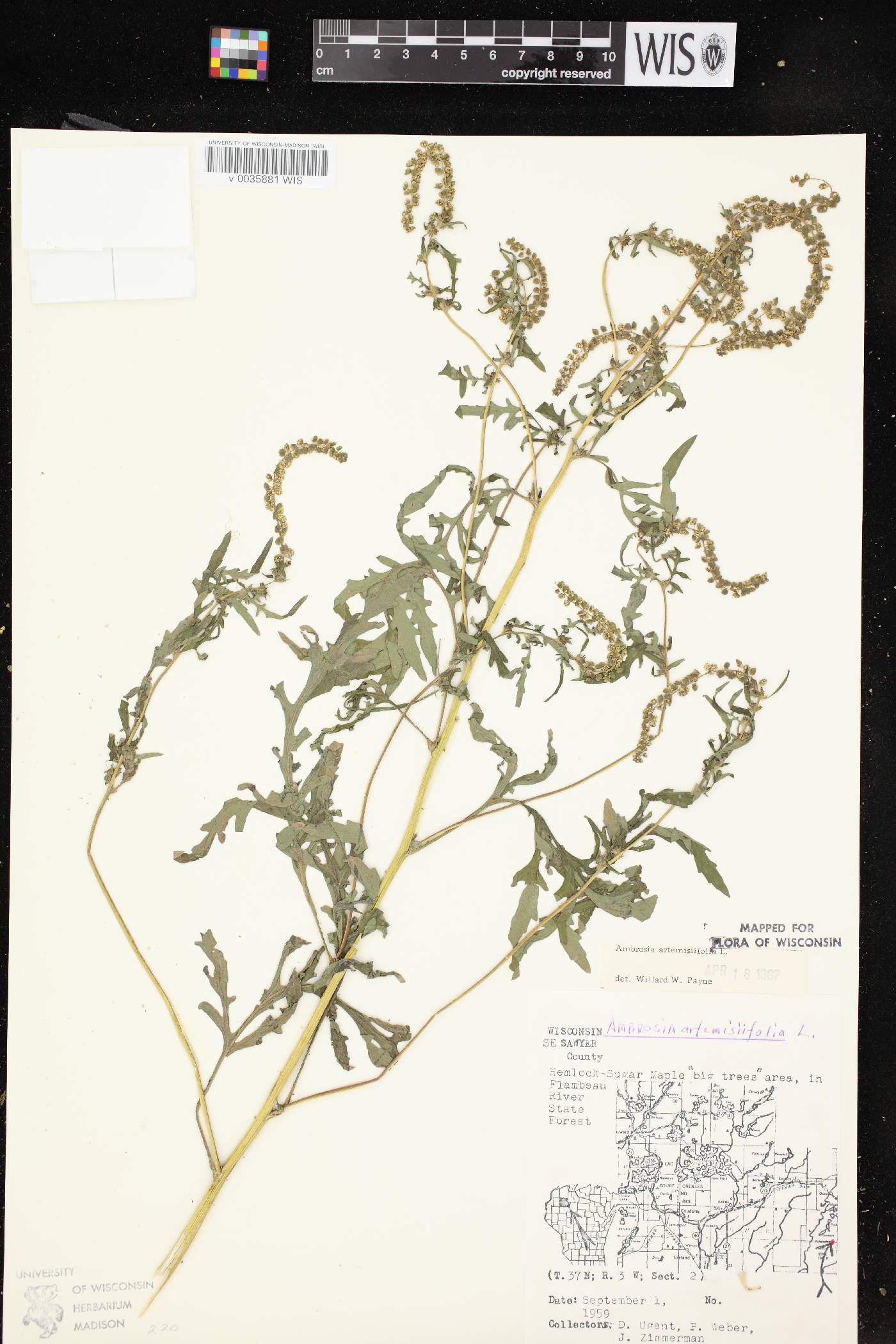 Ambrosia artemisiifolia image
