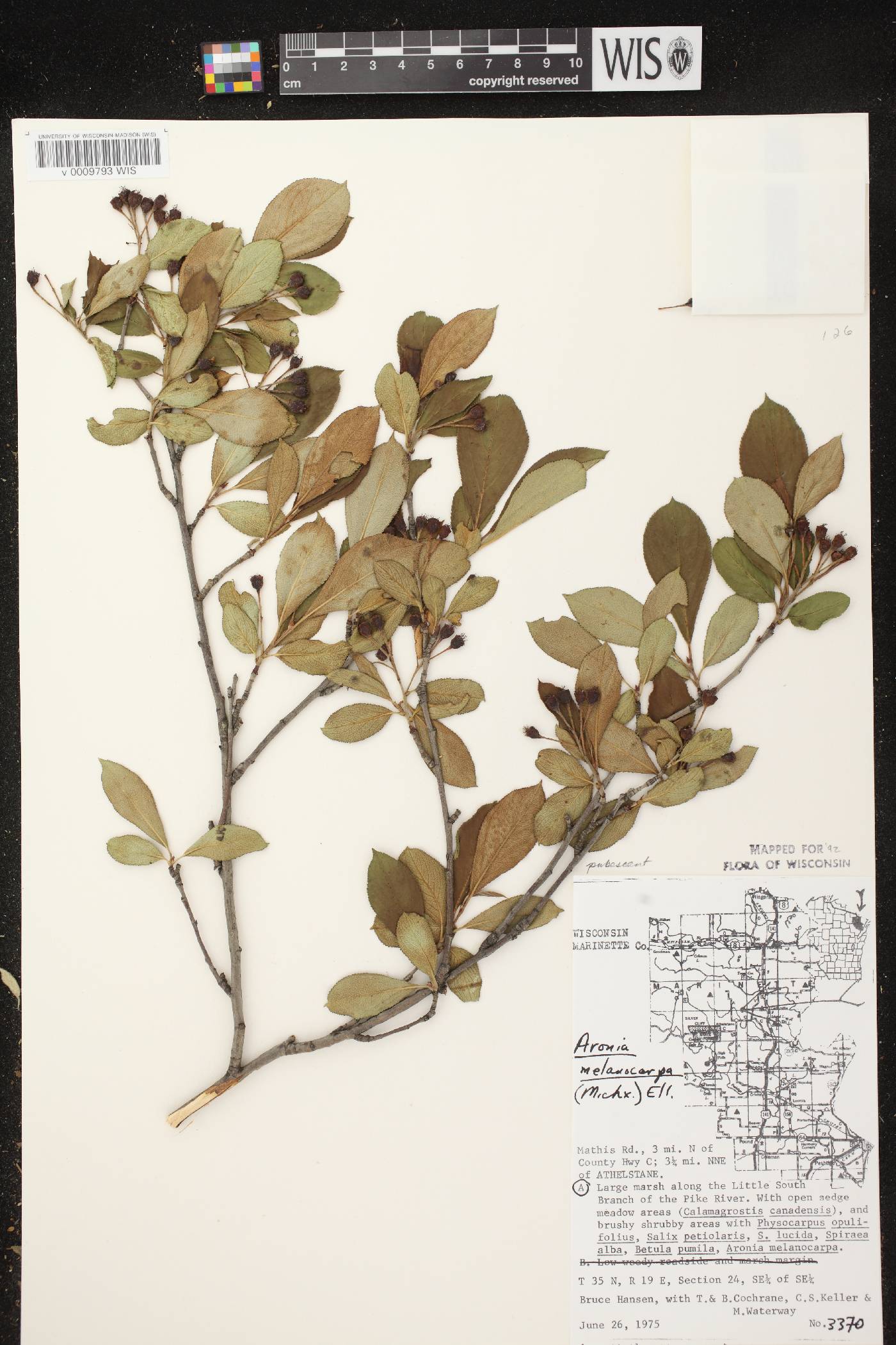 Aronia x prunifolia image