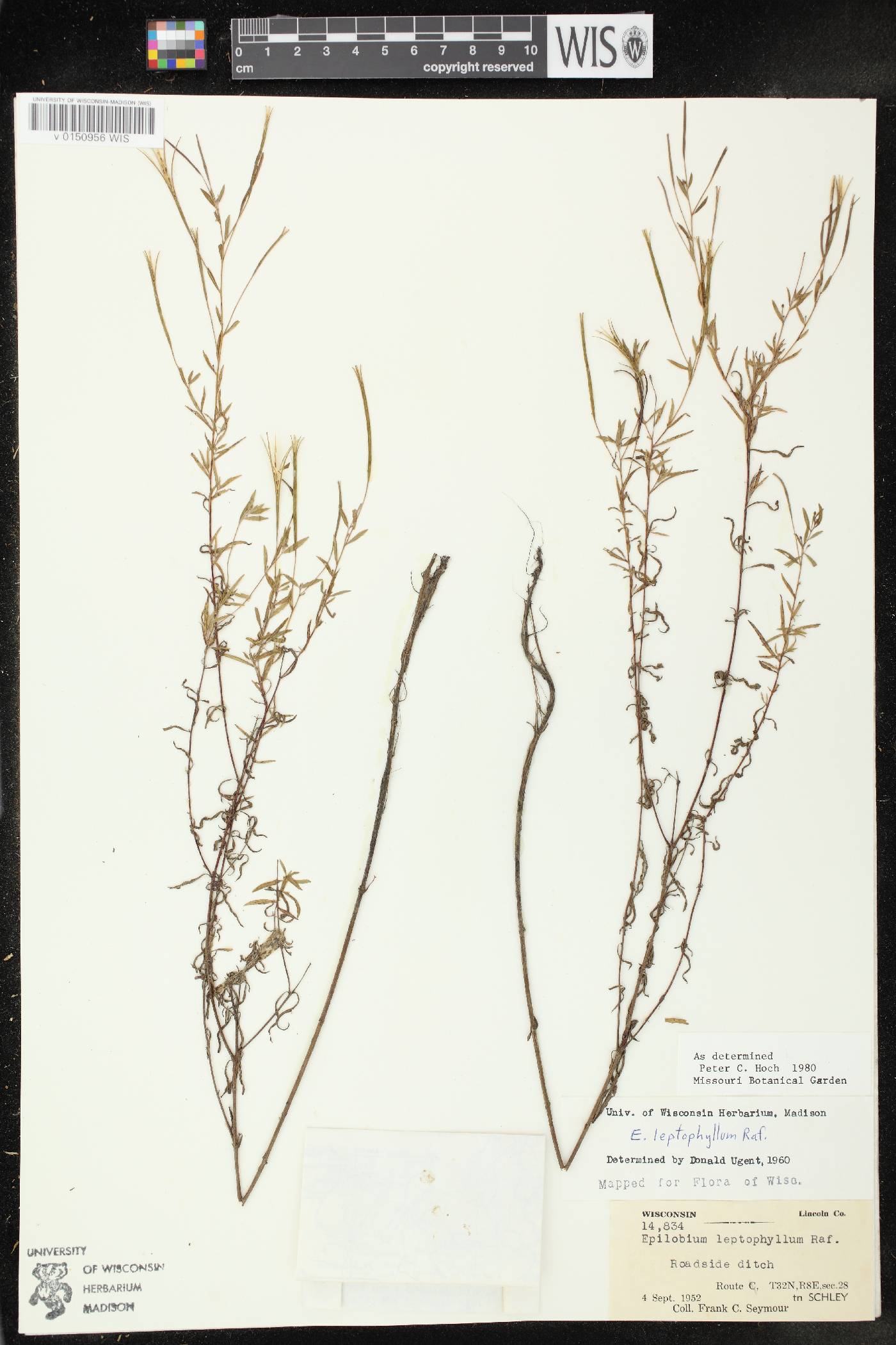 Epilobium leptophyllum image