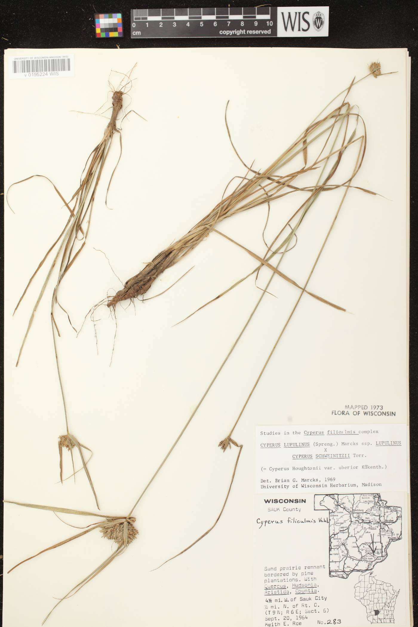 Cyperus X mesochorus image