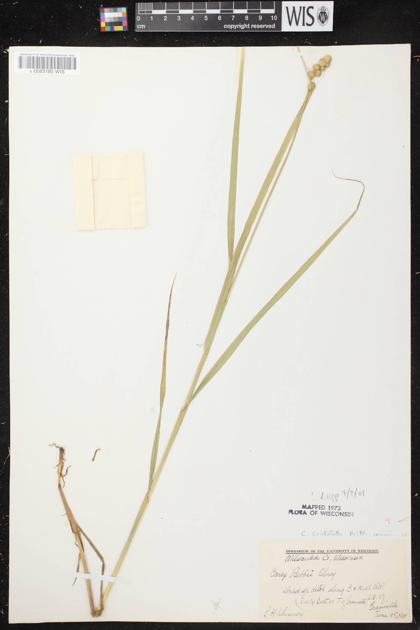 Carex cristatella image