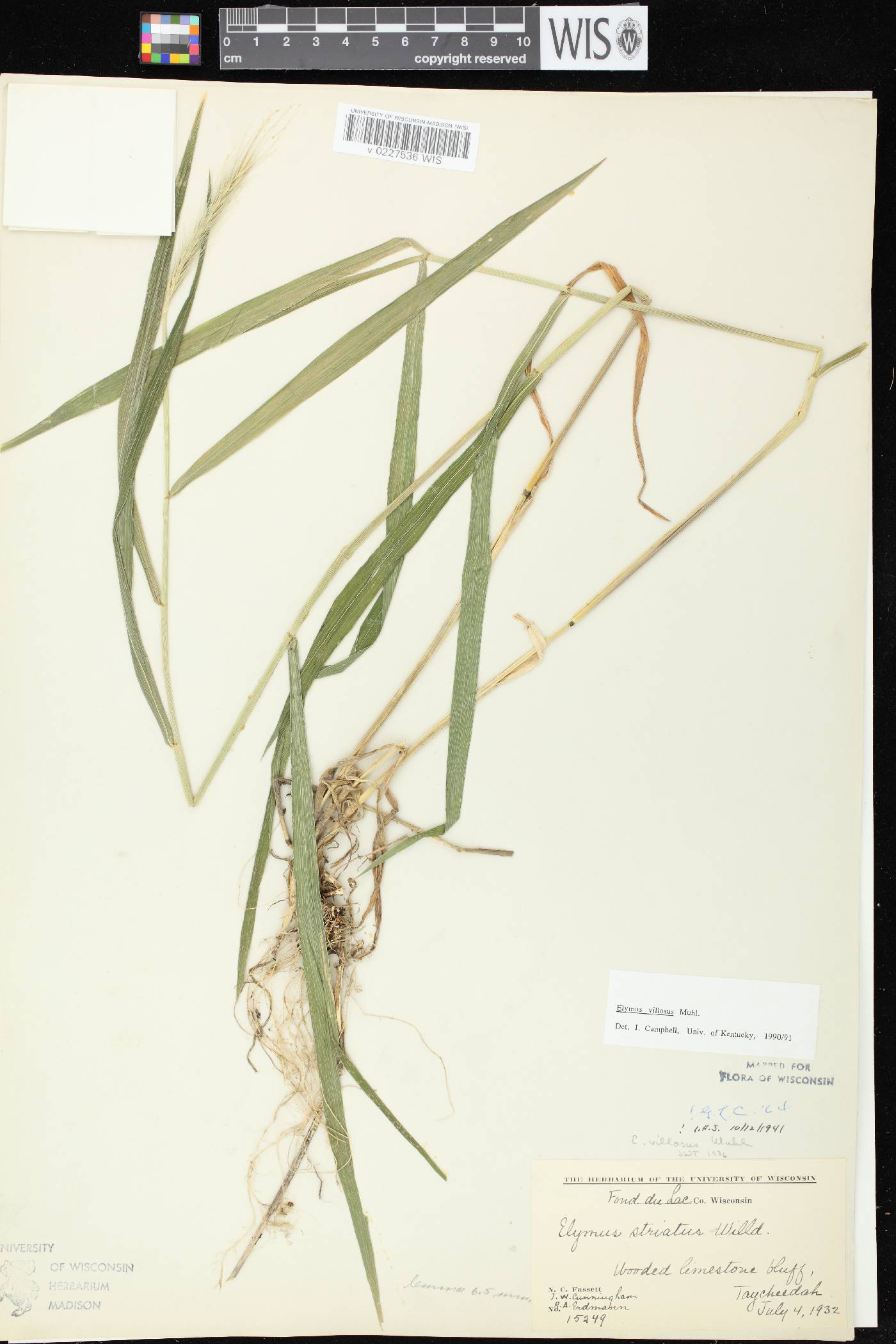 Elymus villosus var. villosus image