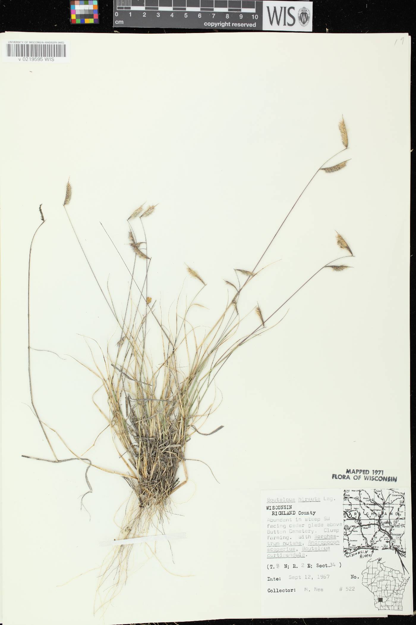 Bouteloua hirsuta subsp. hirsuta image