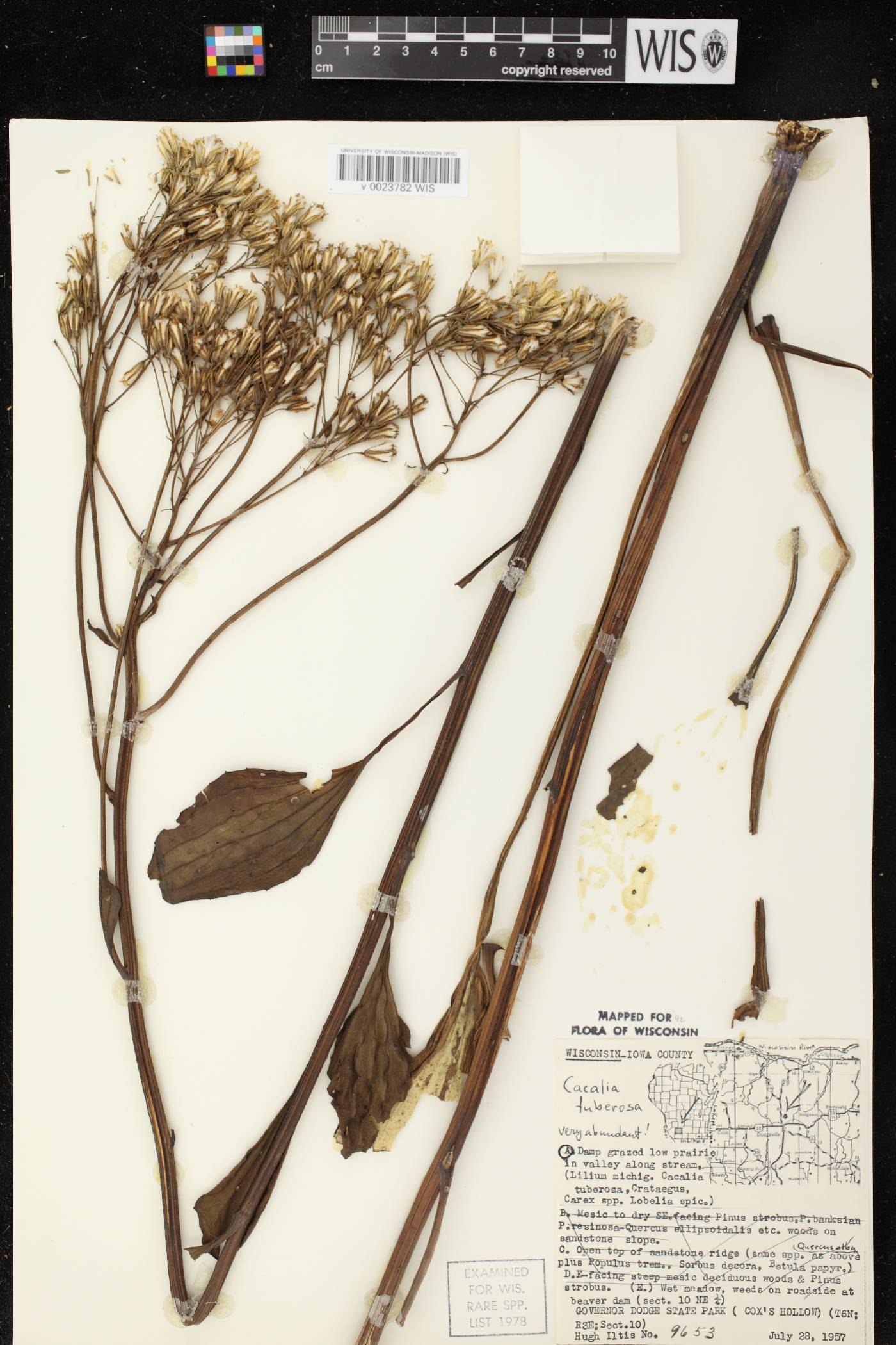 Arnoglossum plantagineum image