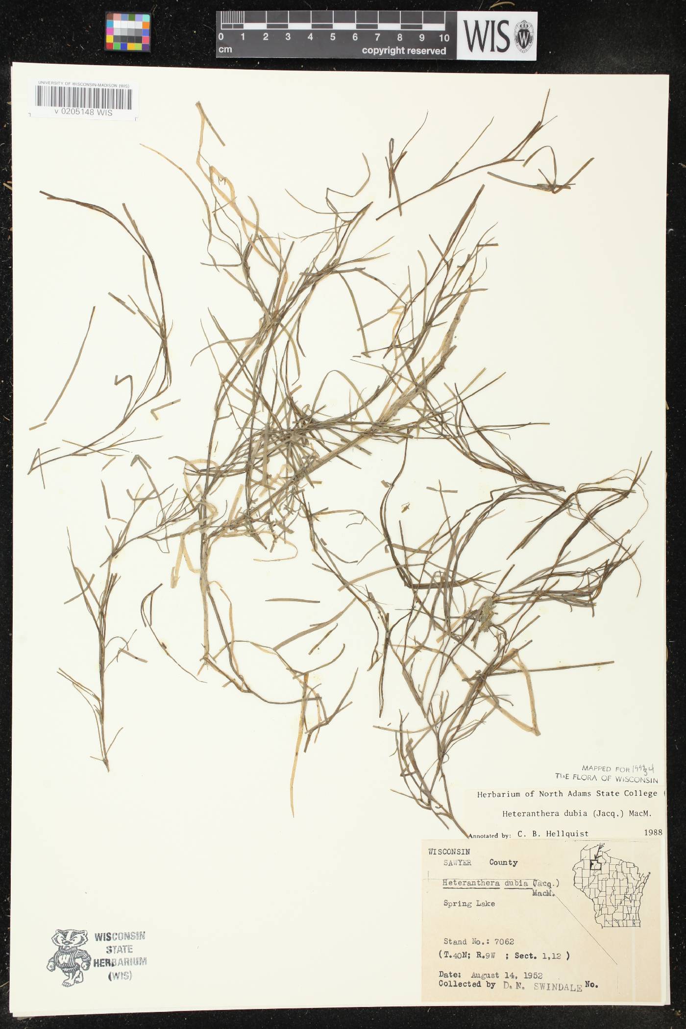 Heteranthera dubia image