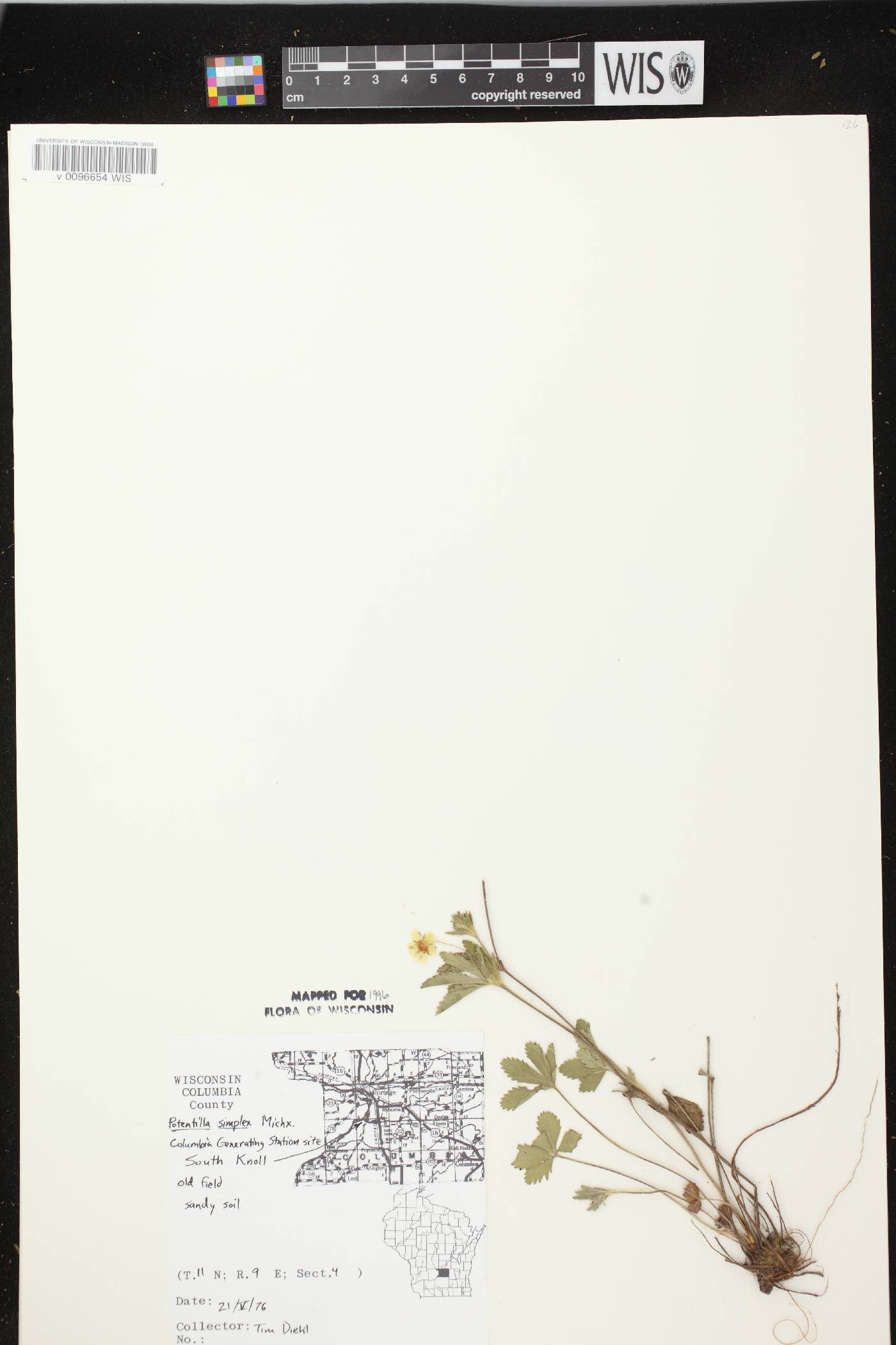 Potentilla simplex image