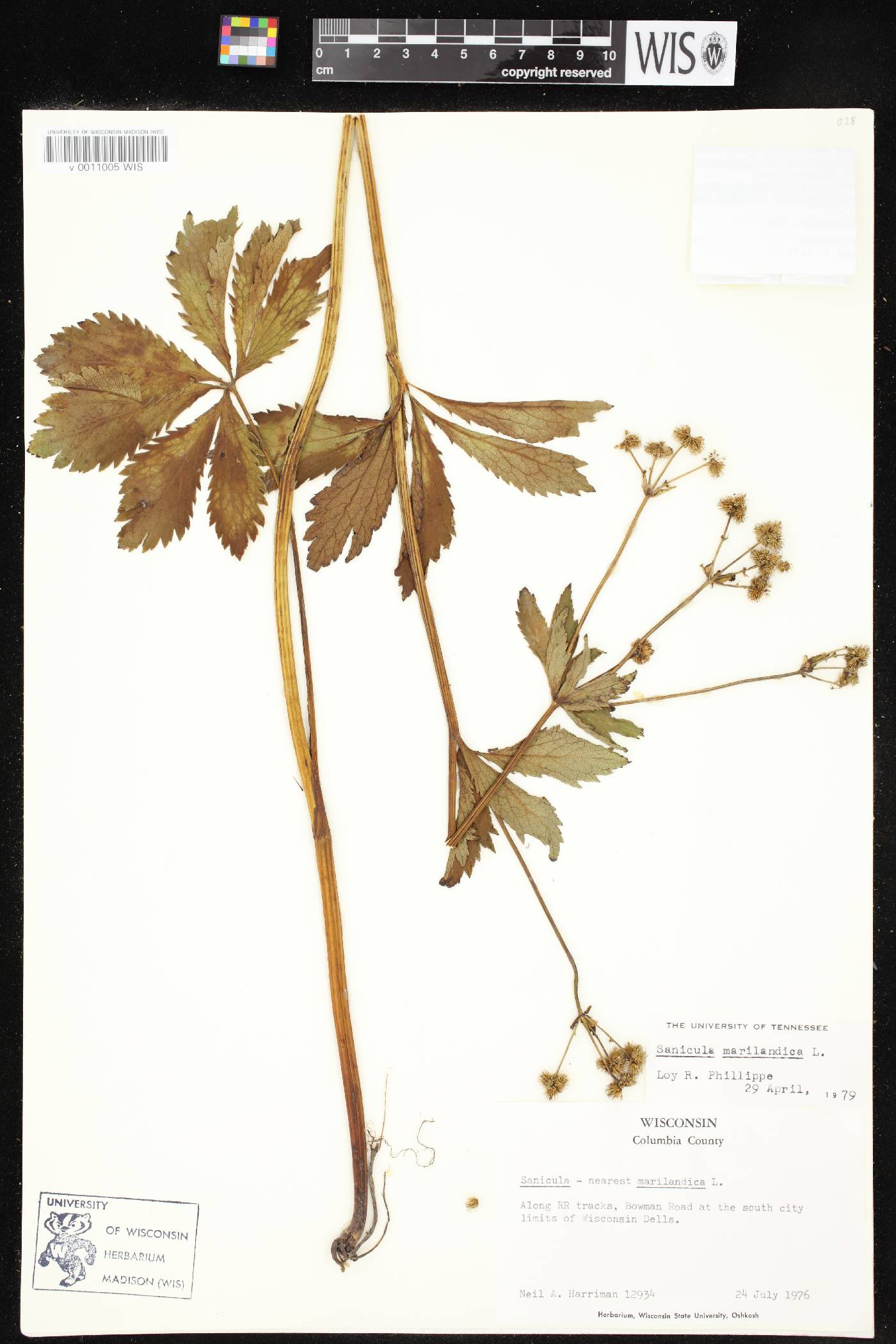 Sanicula marilandica image
