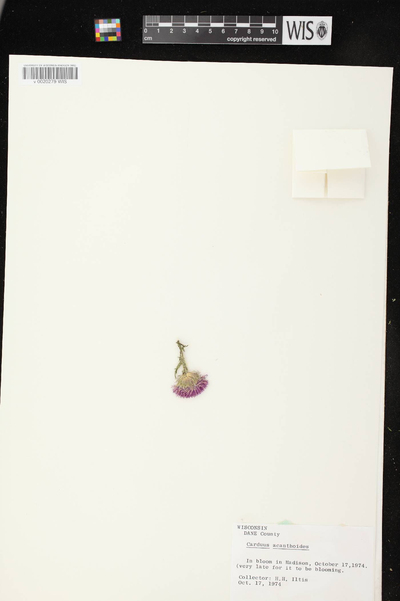 Carduus acanthoides subsp. acanthoides image