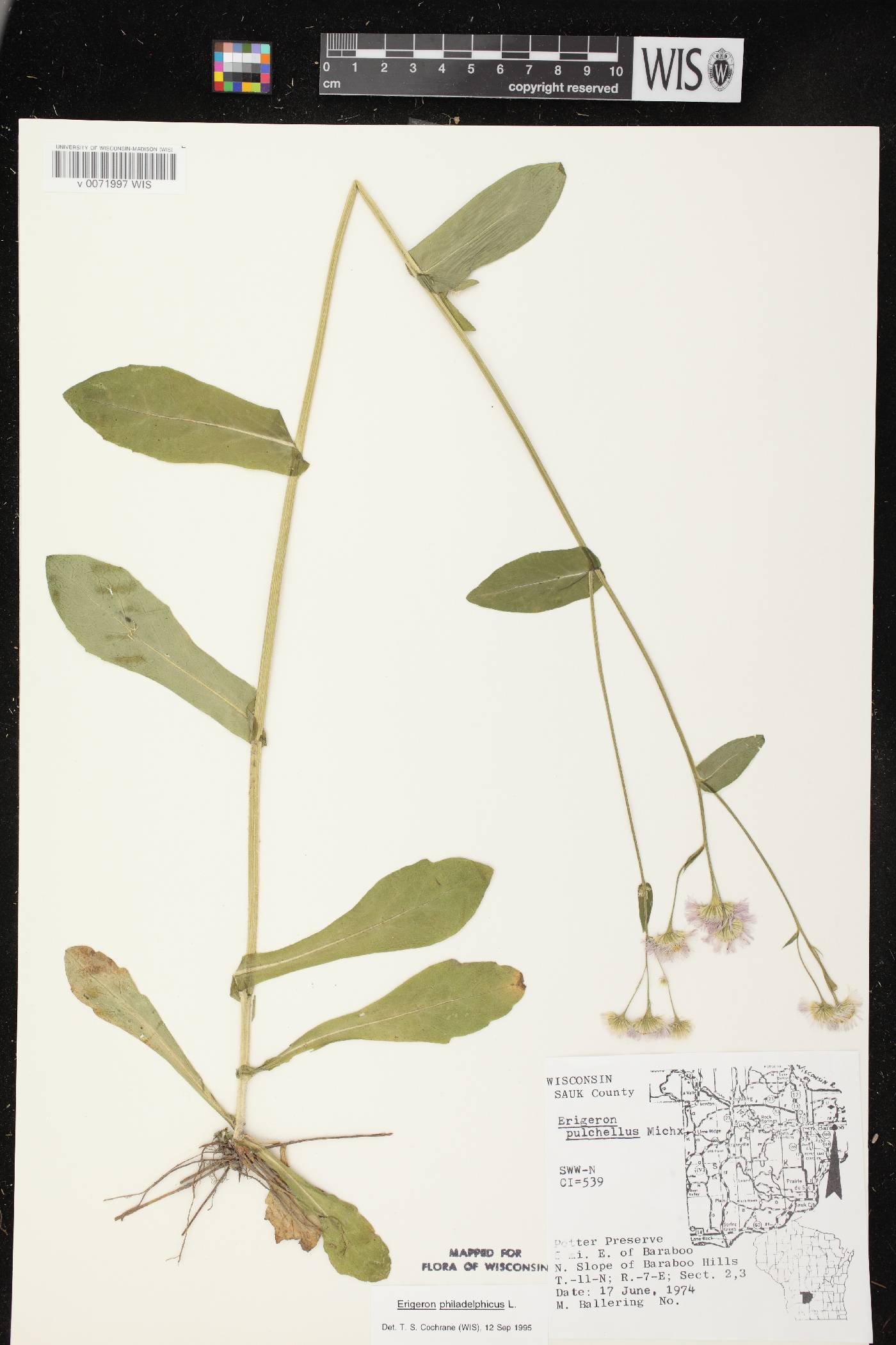Erigeron philadelphicus var. philadelphicus image