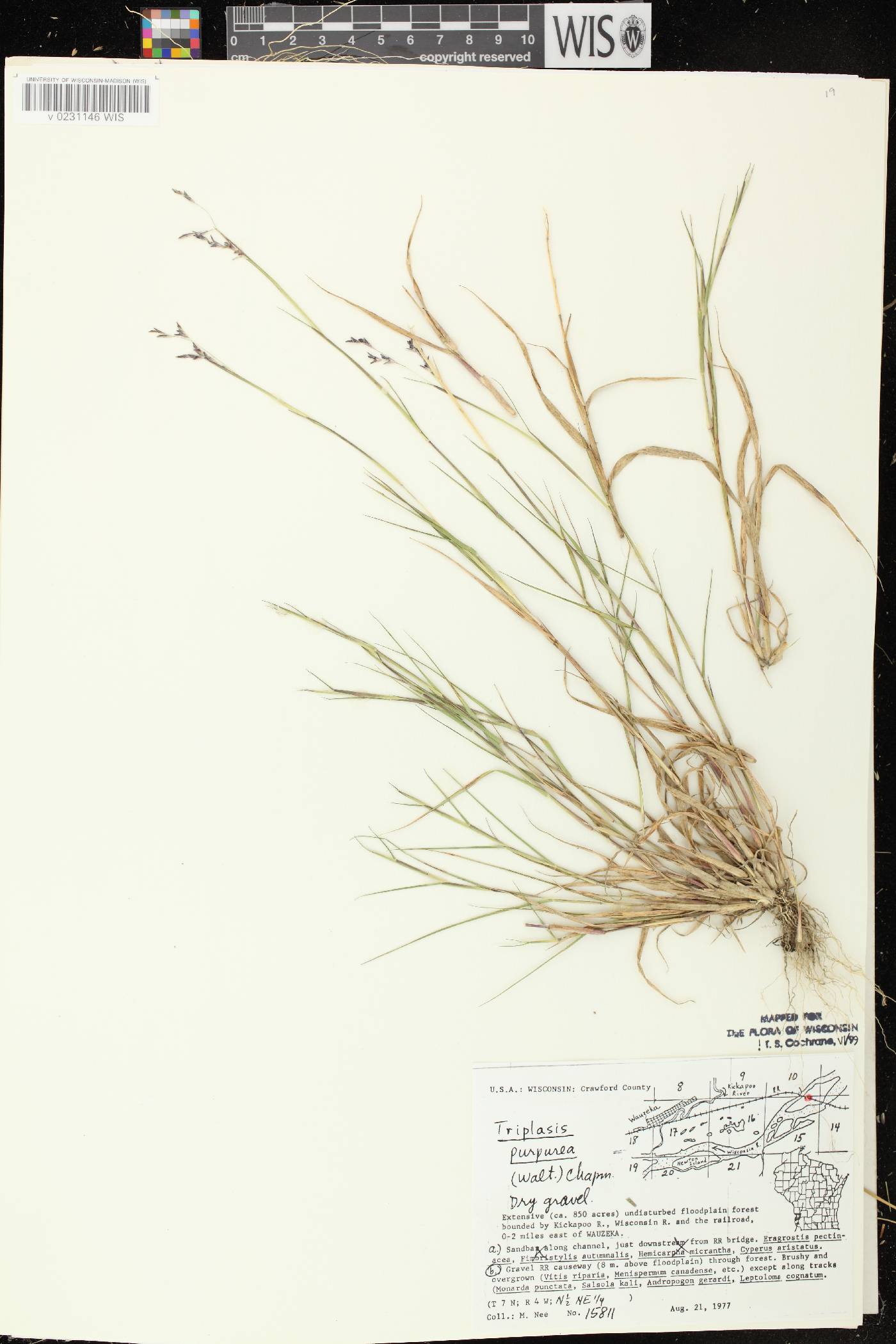 Triplasis purpurea image
