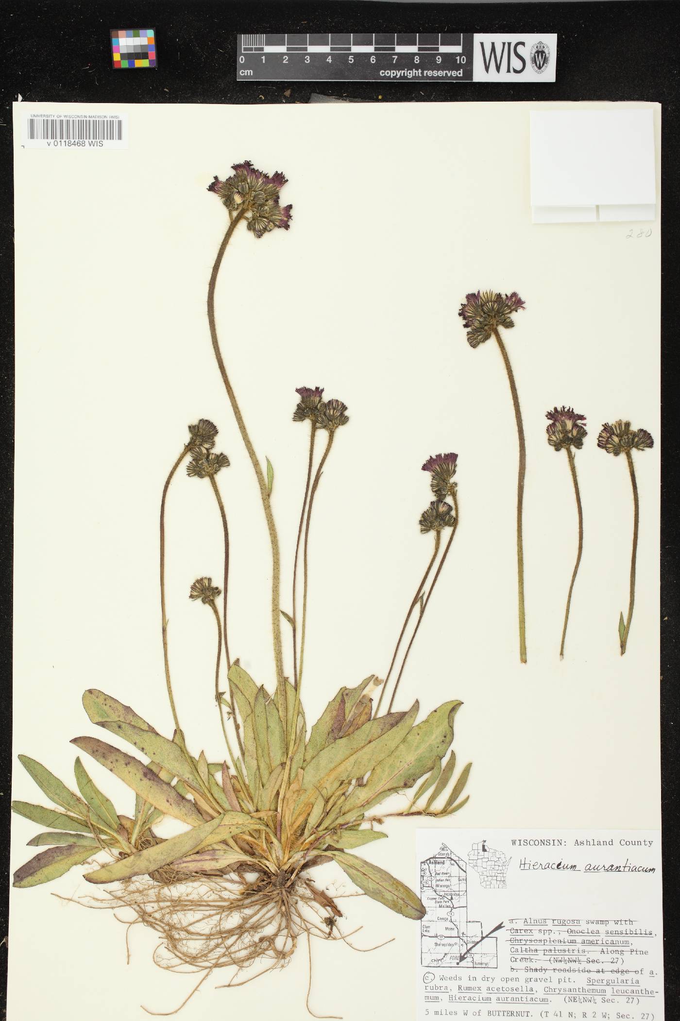 Hieracium aurantiacum image