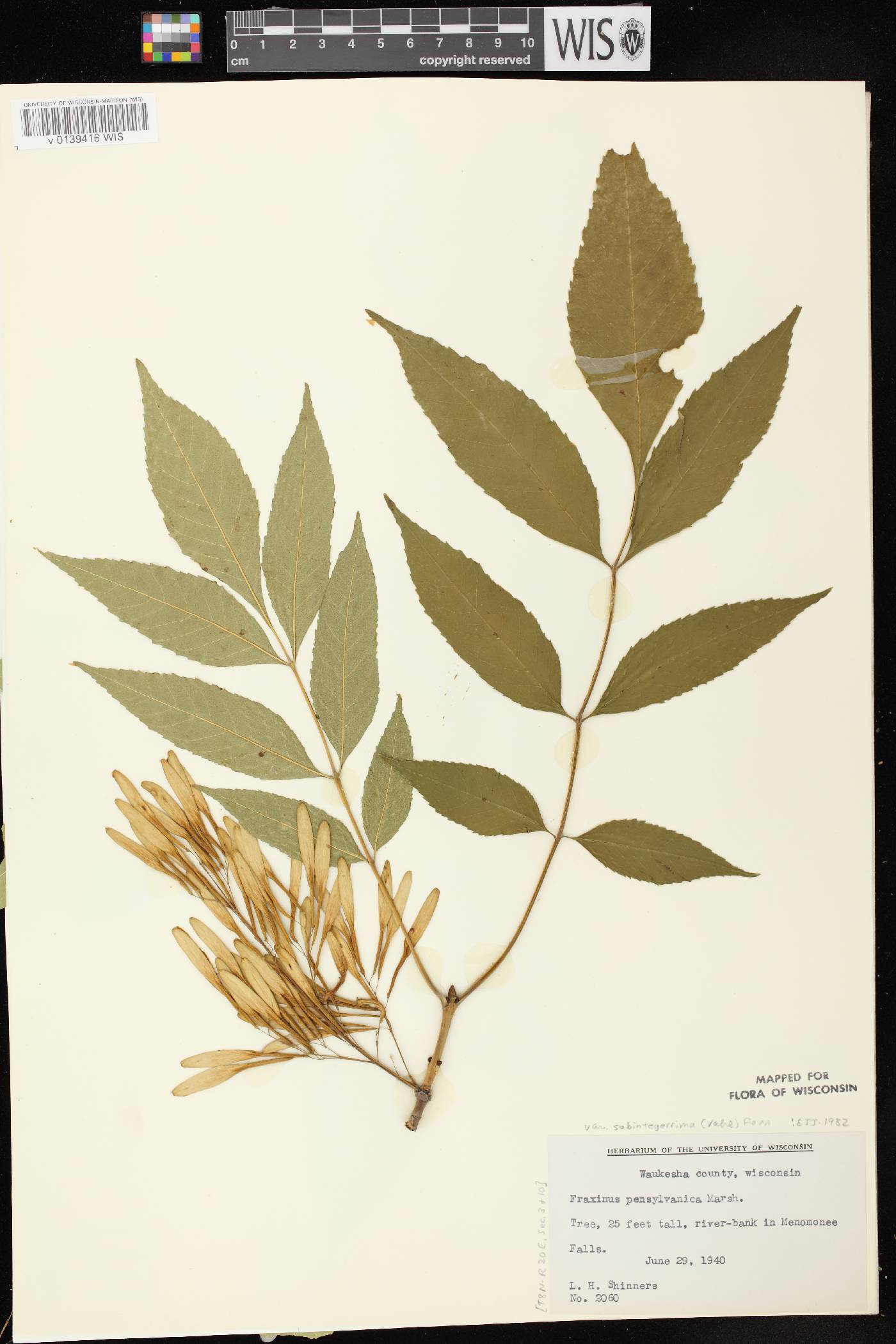 Fraxinus pennsylvanica image