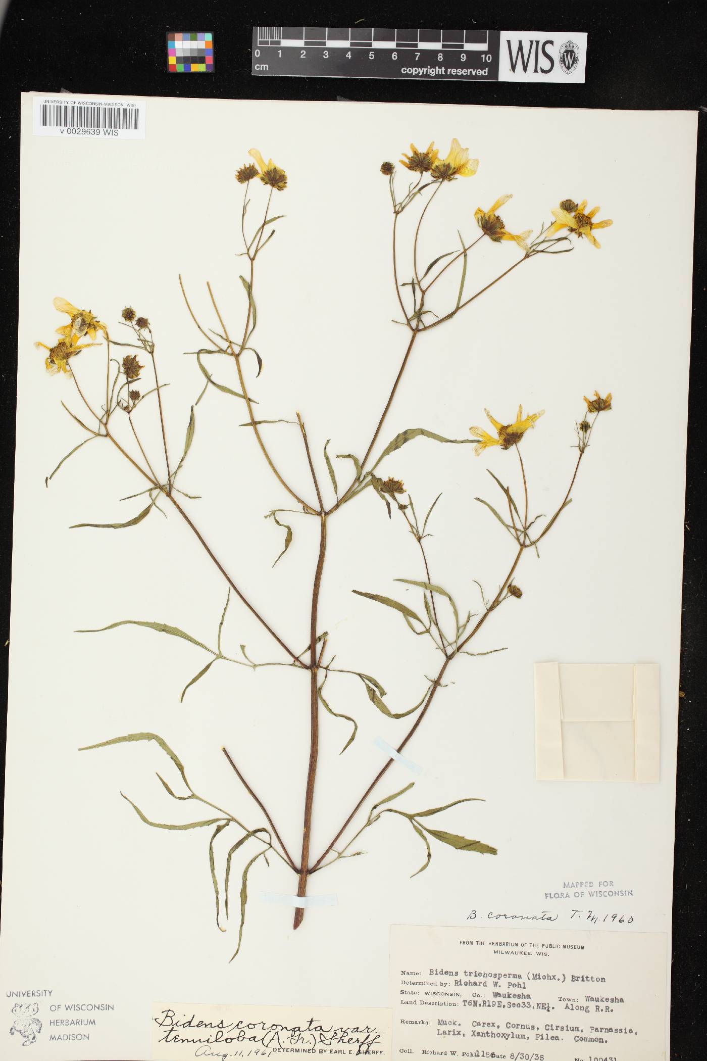Bidens trichosperma image