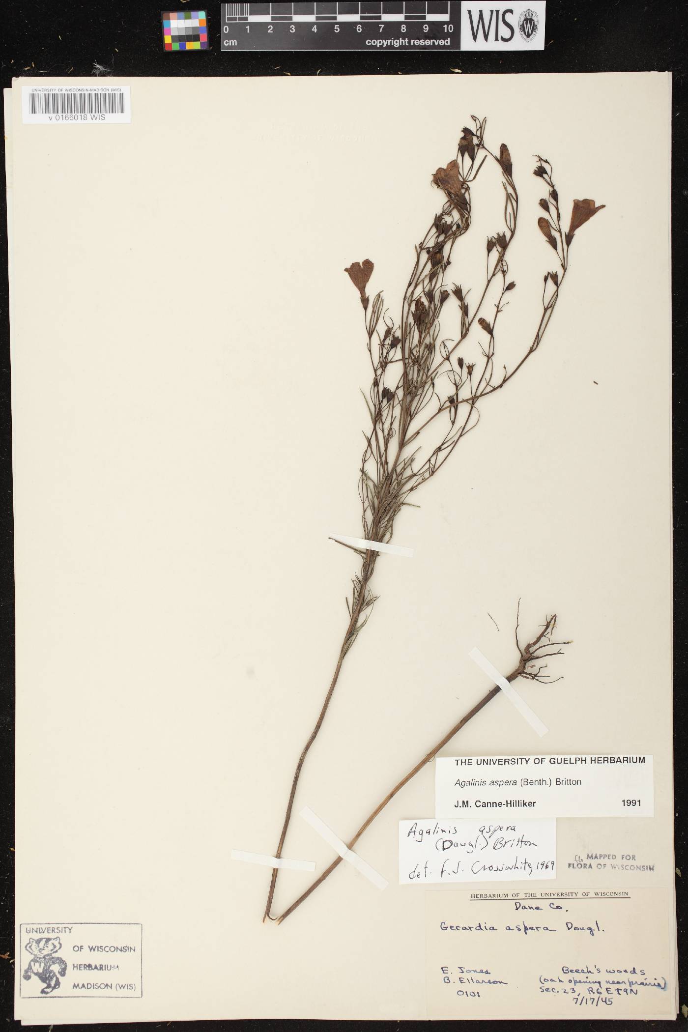 Agalinis aspera image