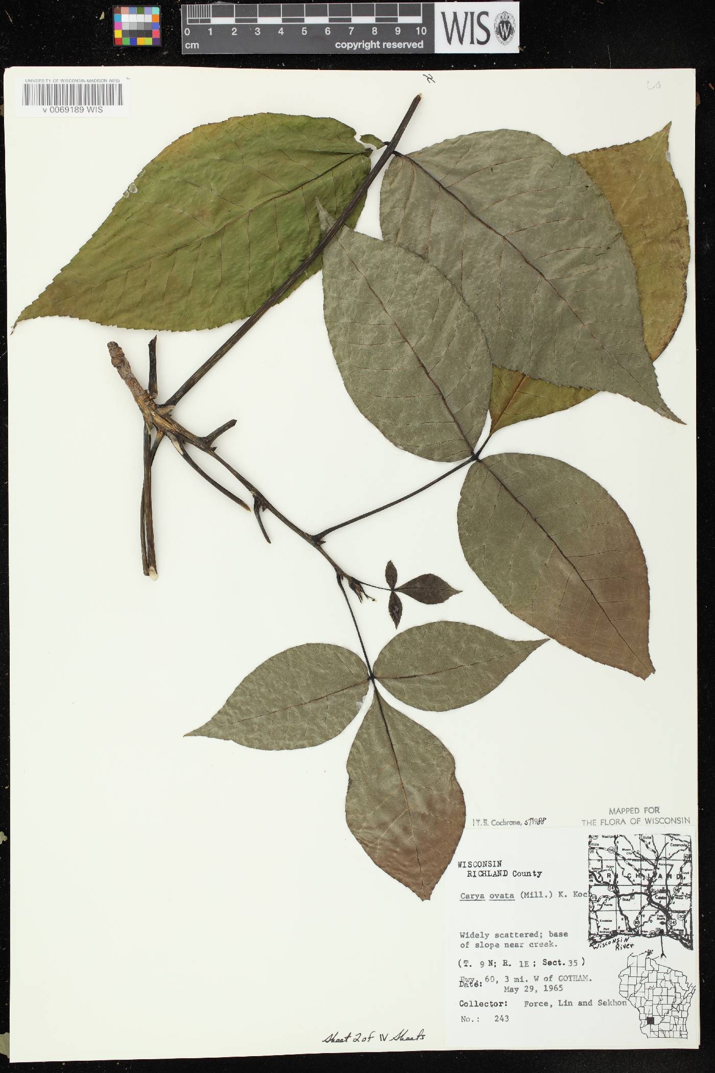 Carya ovata image