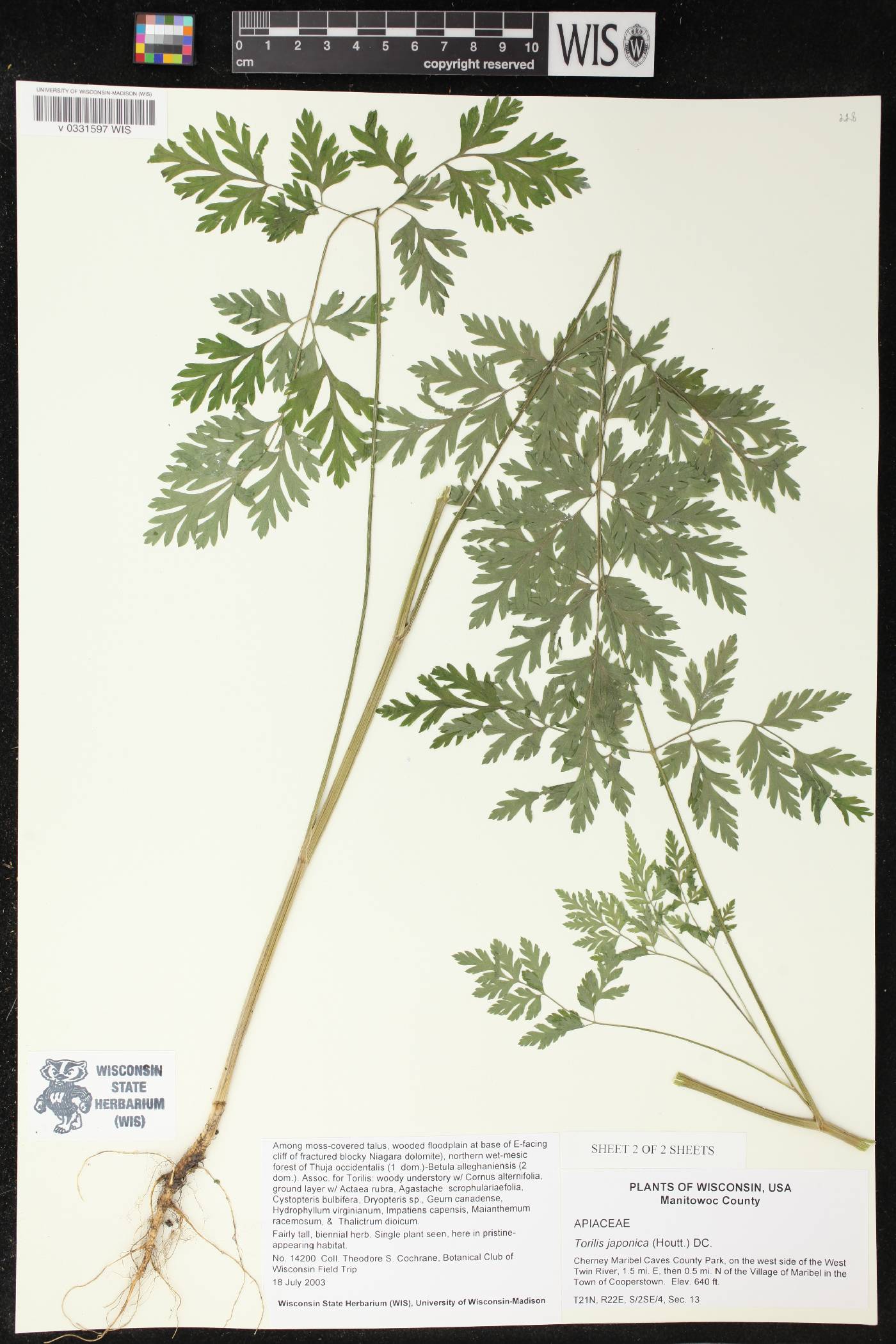 Torilis japonica image