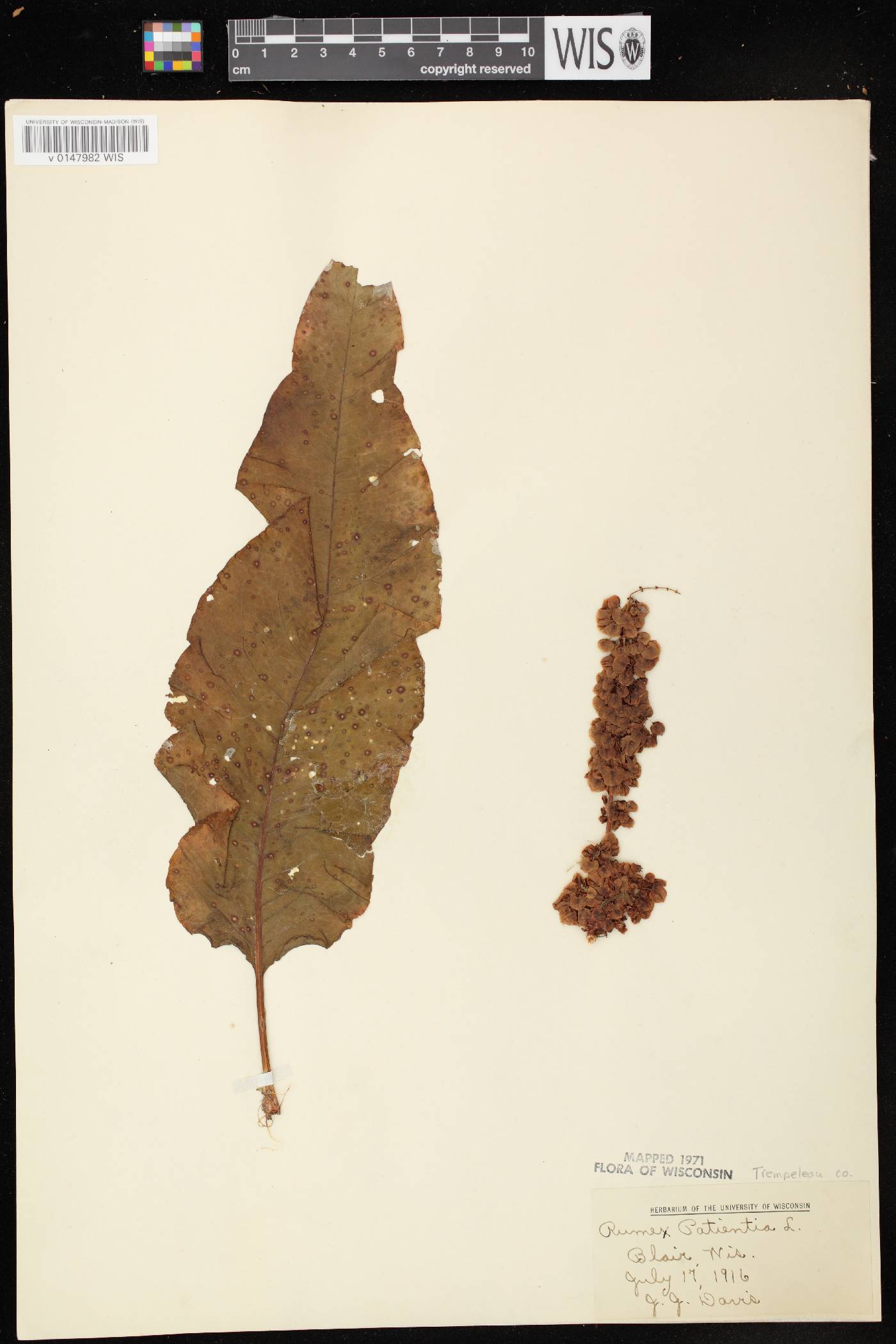 Rumex patientia image