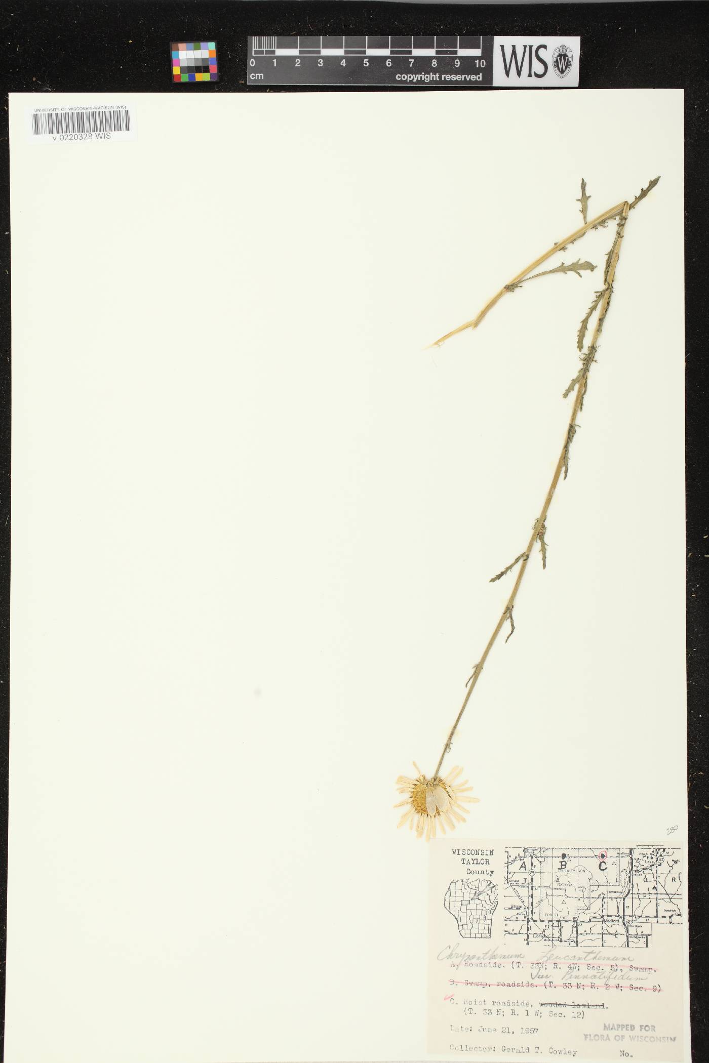 Leucanthemum vulgare image