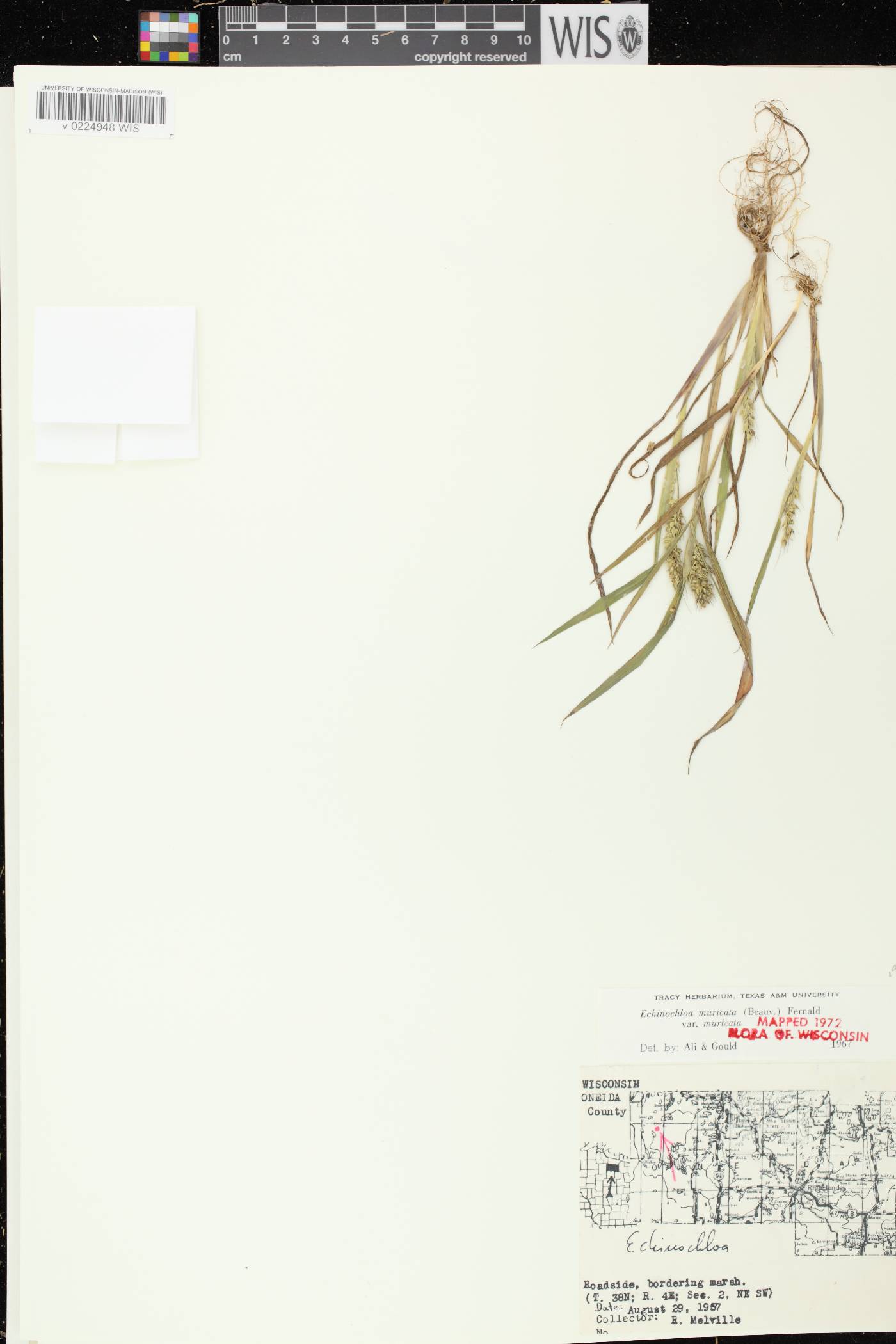 Echinochloa muricata var. muricata image