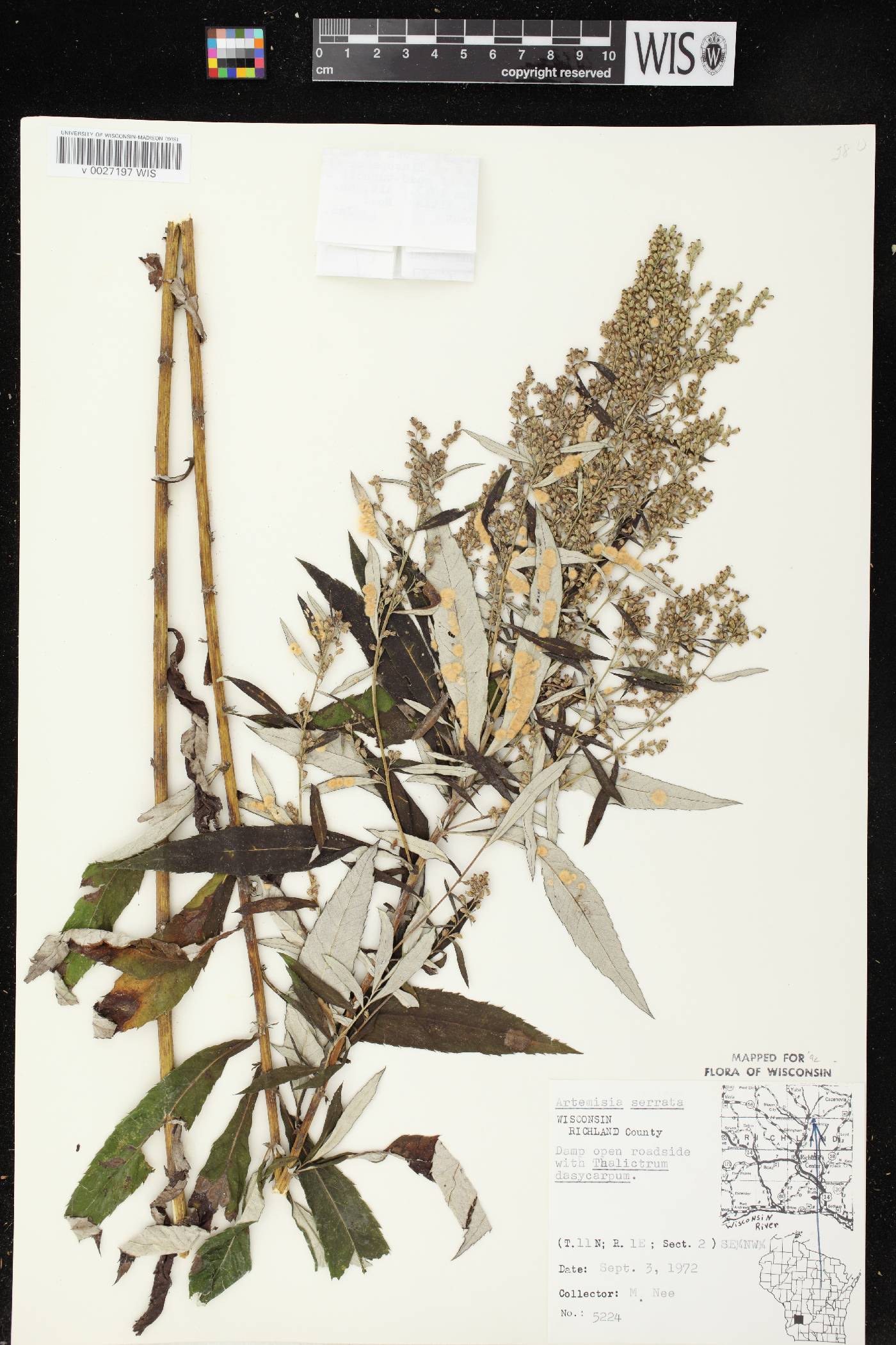 Artemisia serrata image