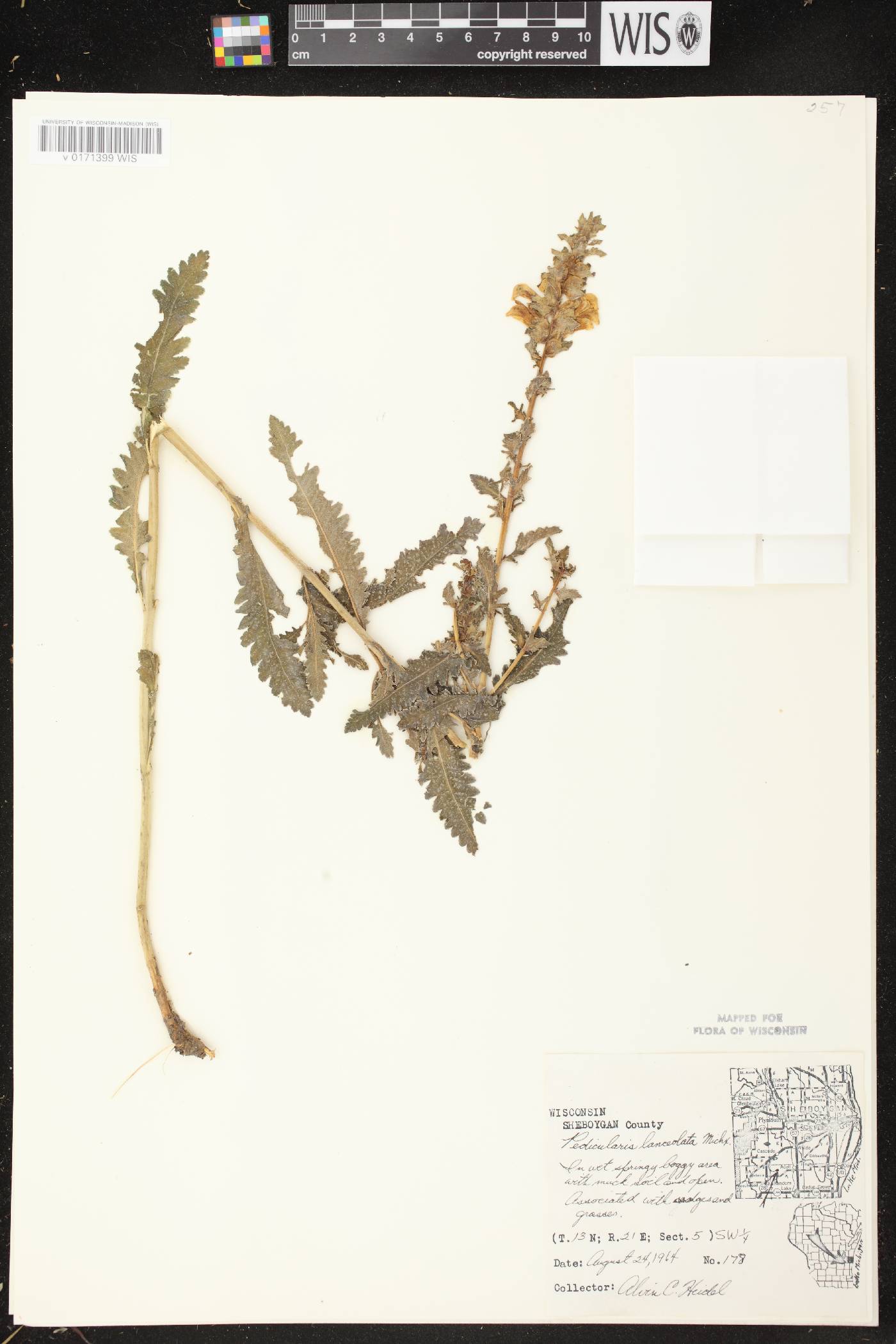 Pedicularis lanceolata image