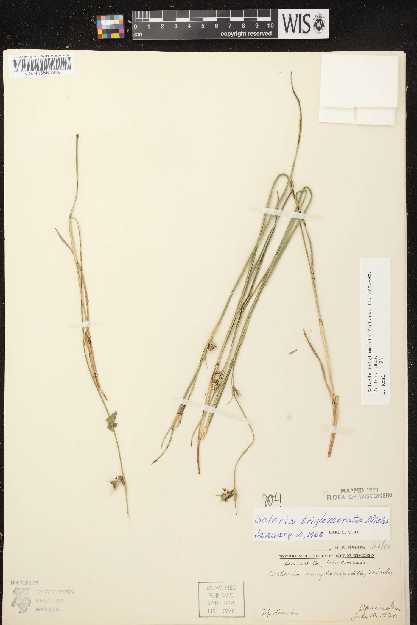 Scleria triglomerata image