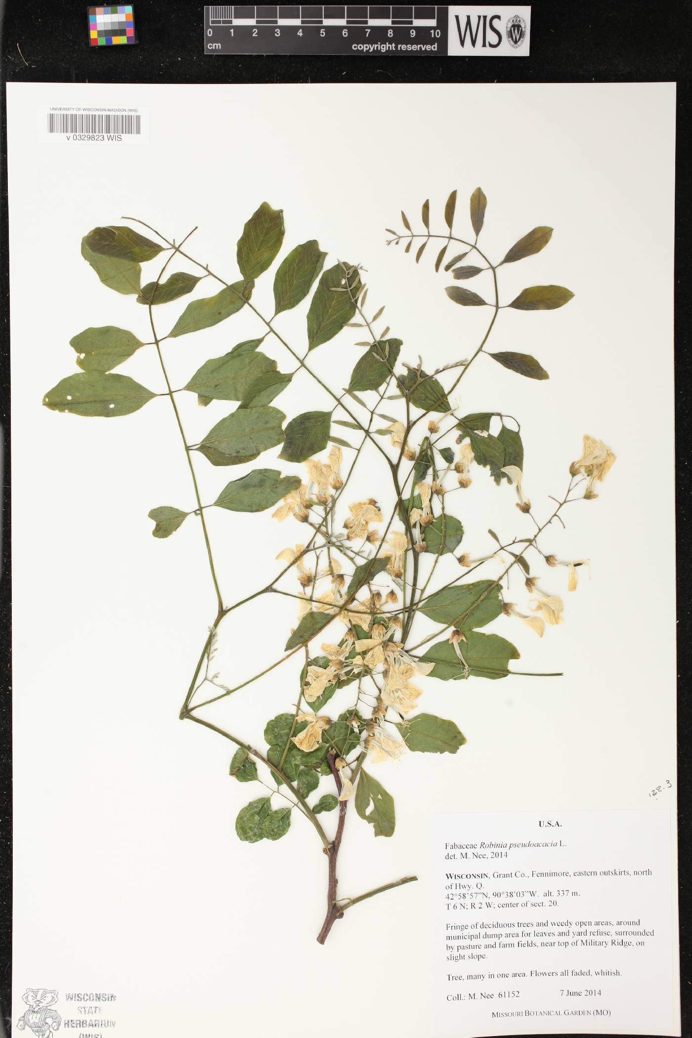 Robinia pseudoacacia image