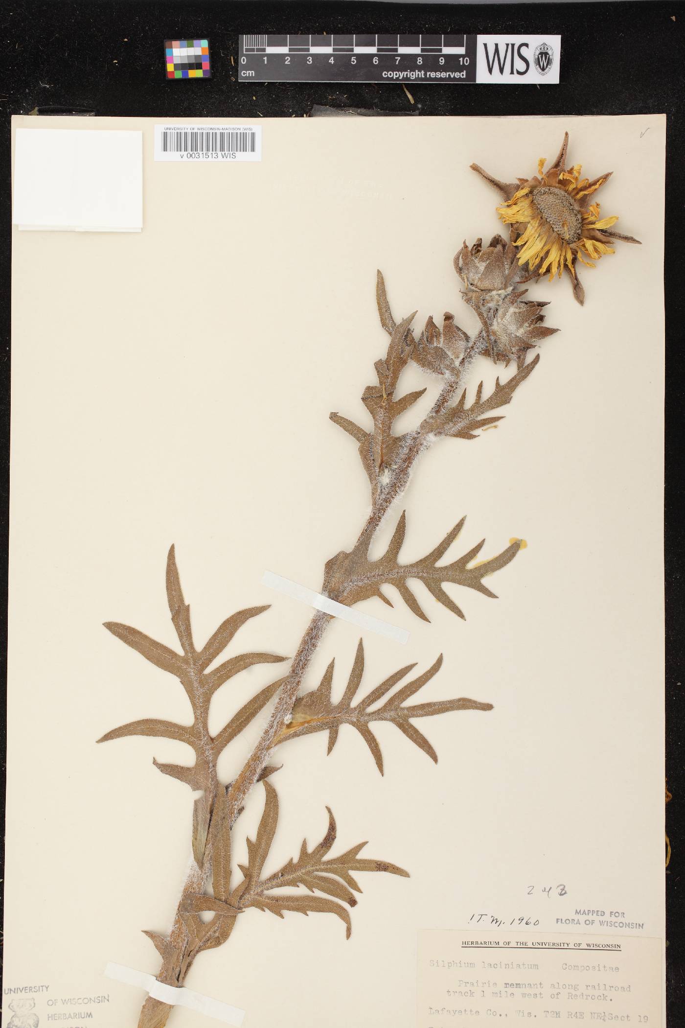 Silphium laciniatum image