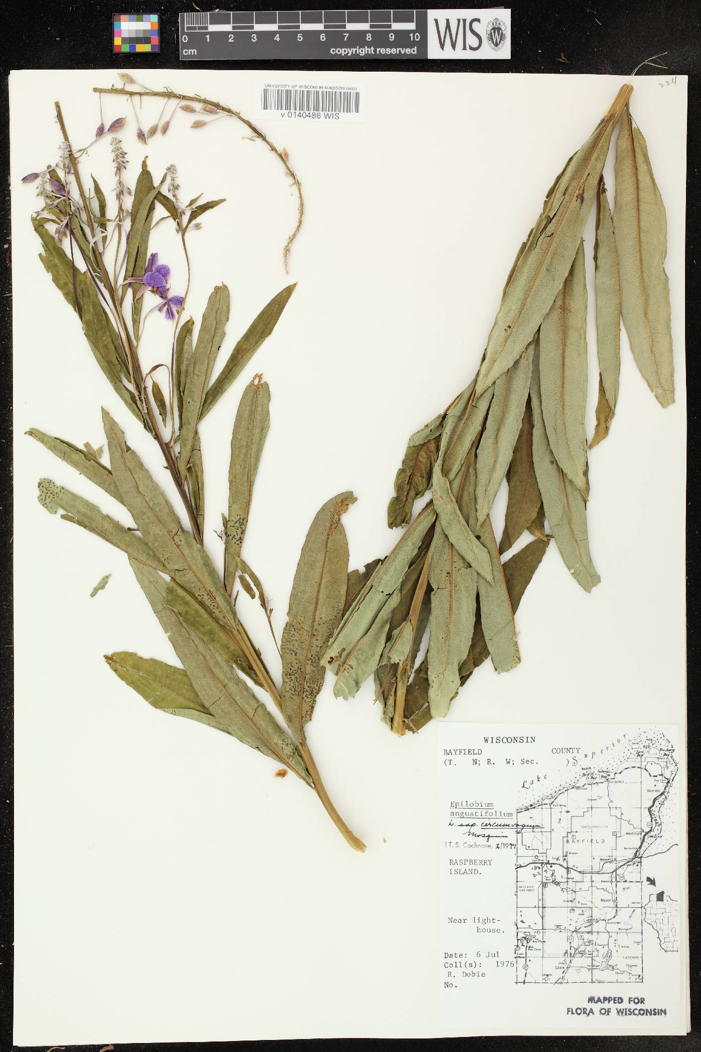 Chamerion angustifolium subsp. circumvagum image