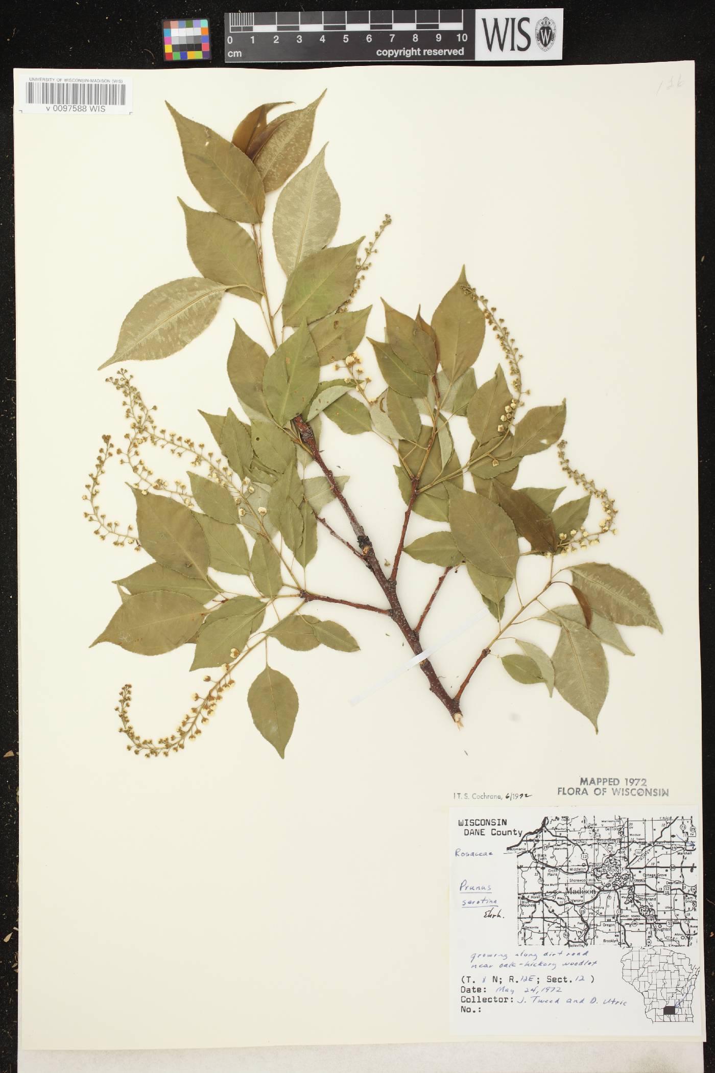 Prunus serotina var. serotina image
