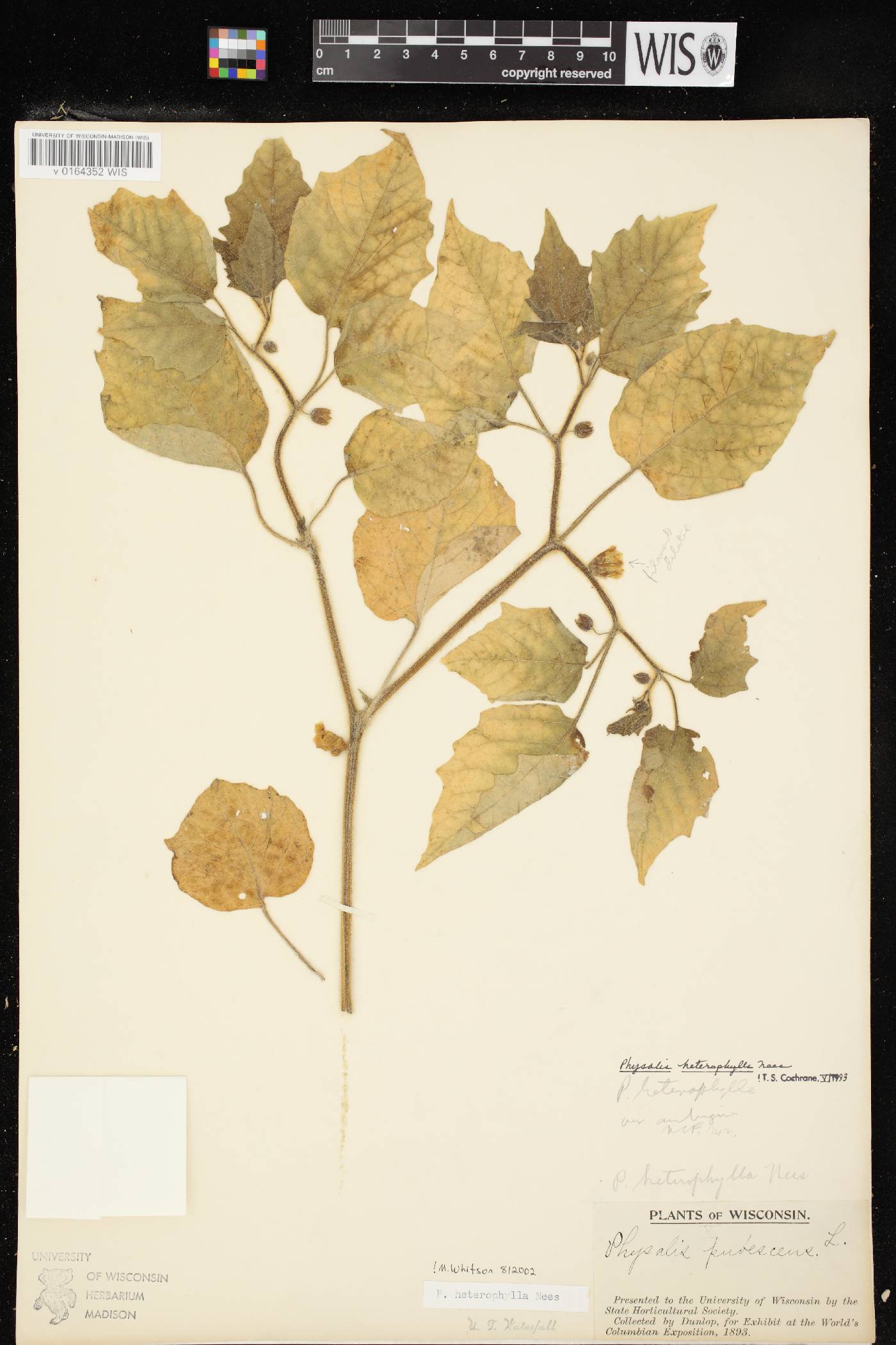 Physalis heterophylla image