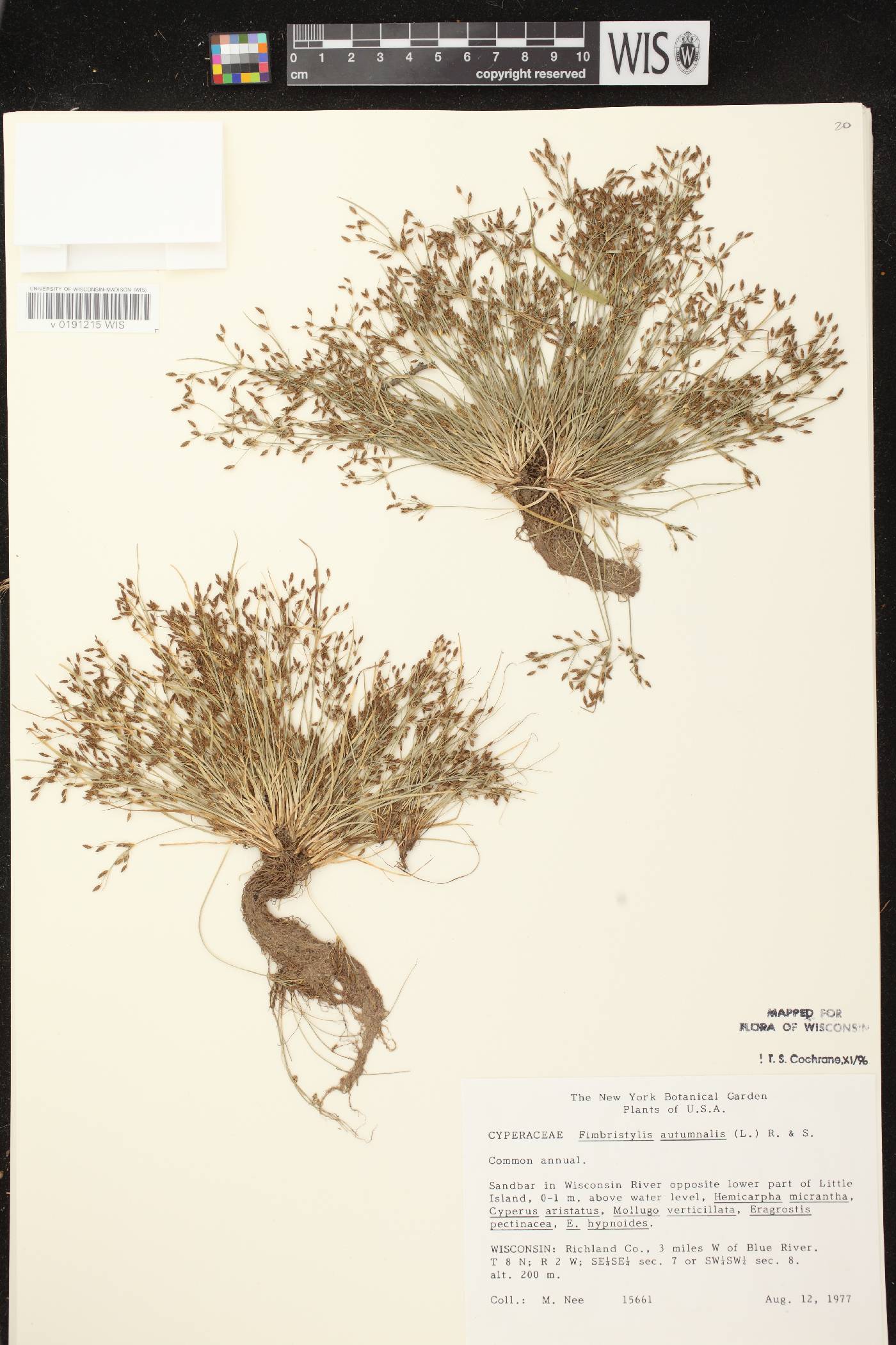 Fimbristylis autumnalis image
