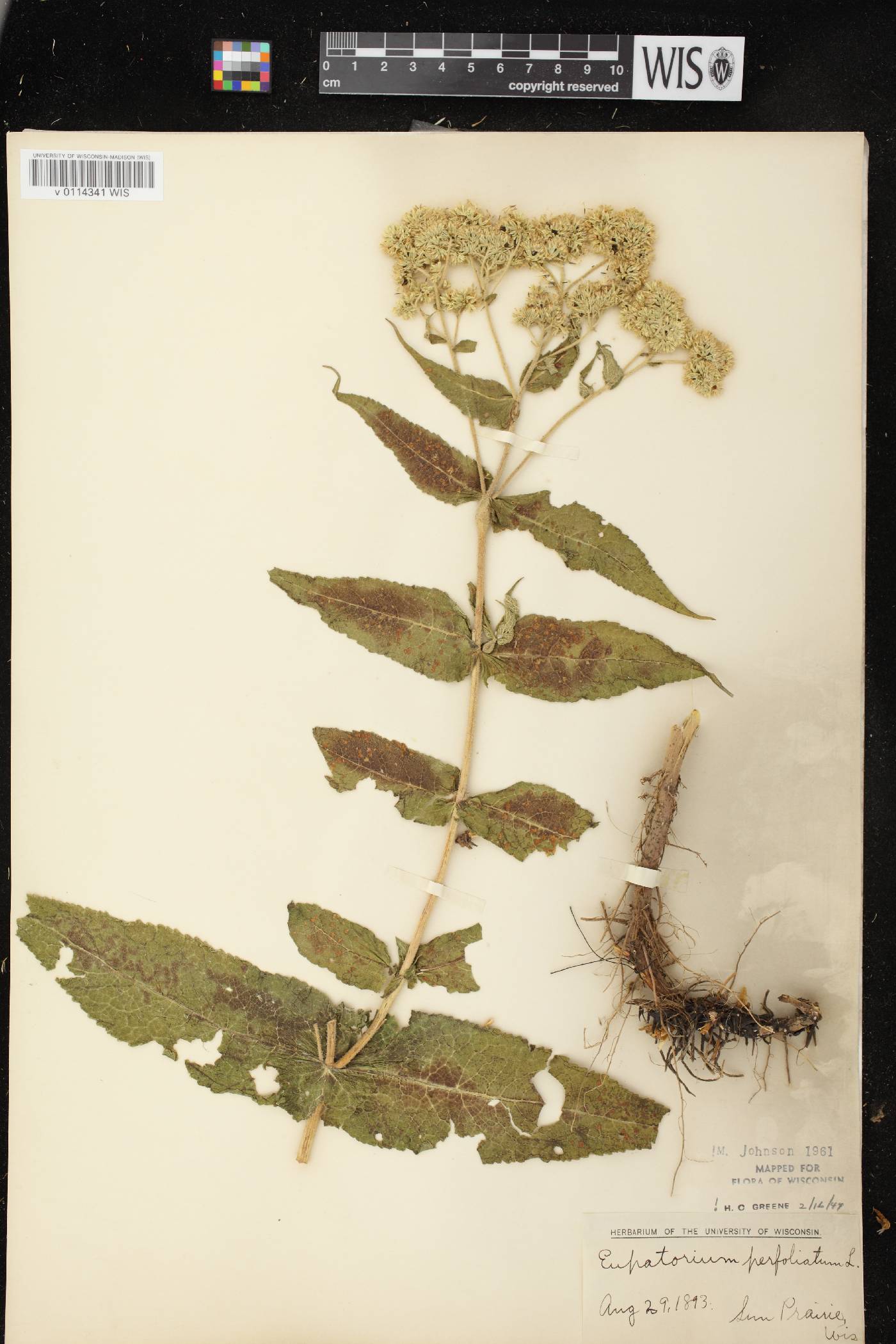 Eupatorium perfoliatum image