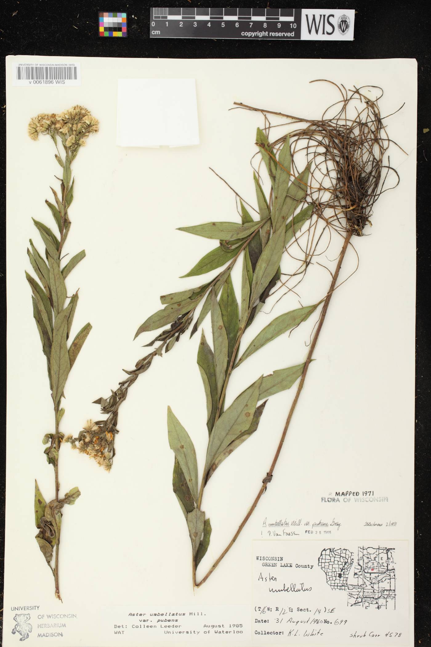 Doellingeria umbellata var. pubens image