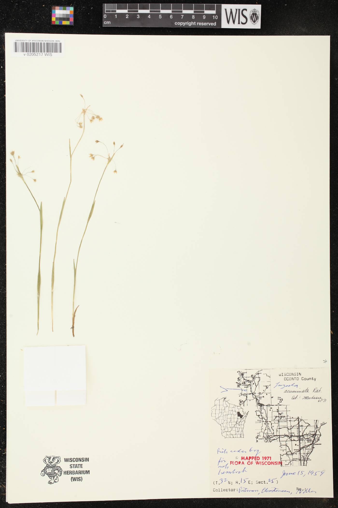 Luzula acuminata image