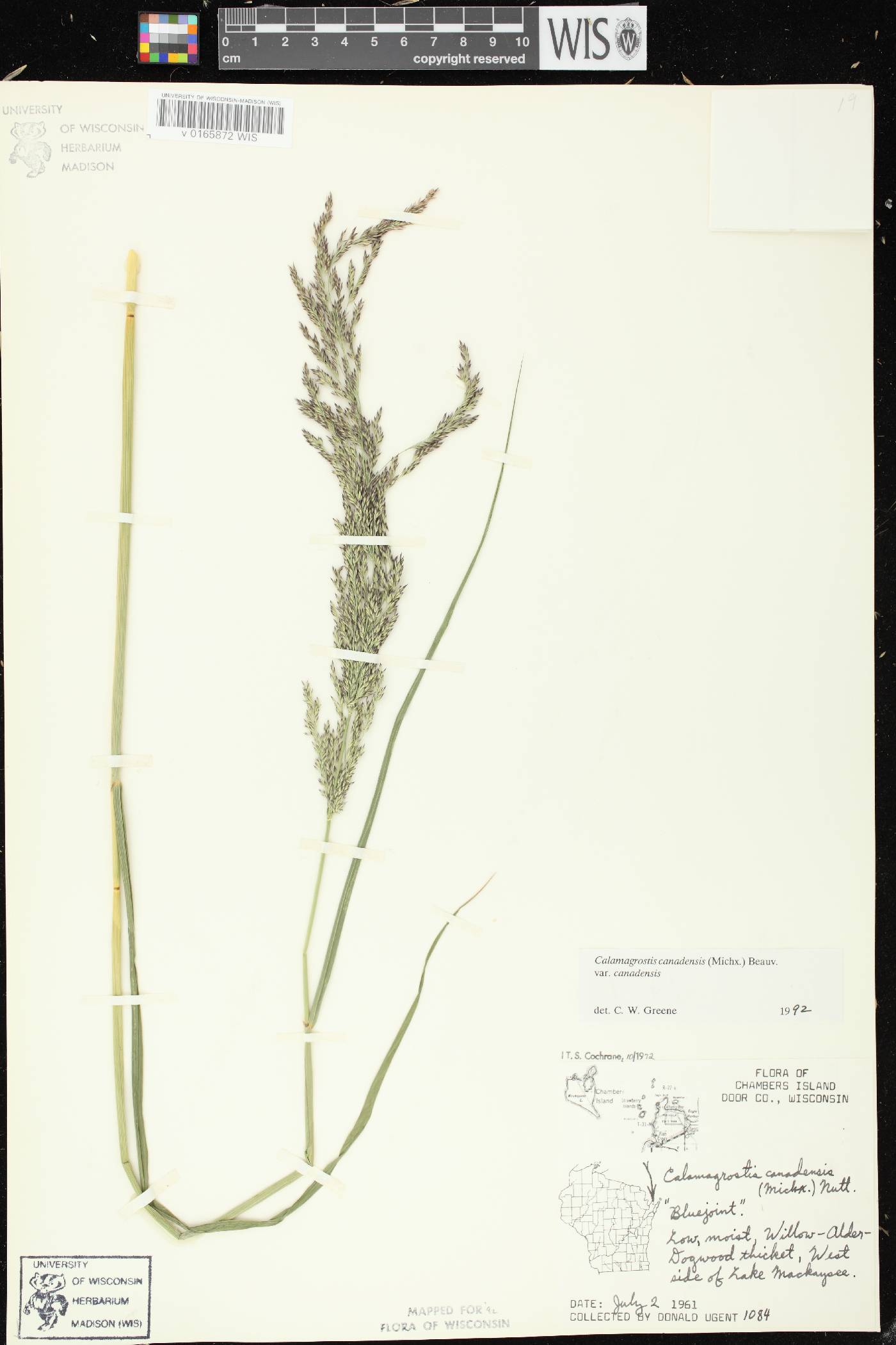 Calamagrostis canadensis var. canadensis image