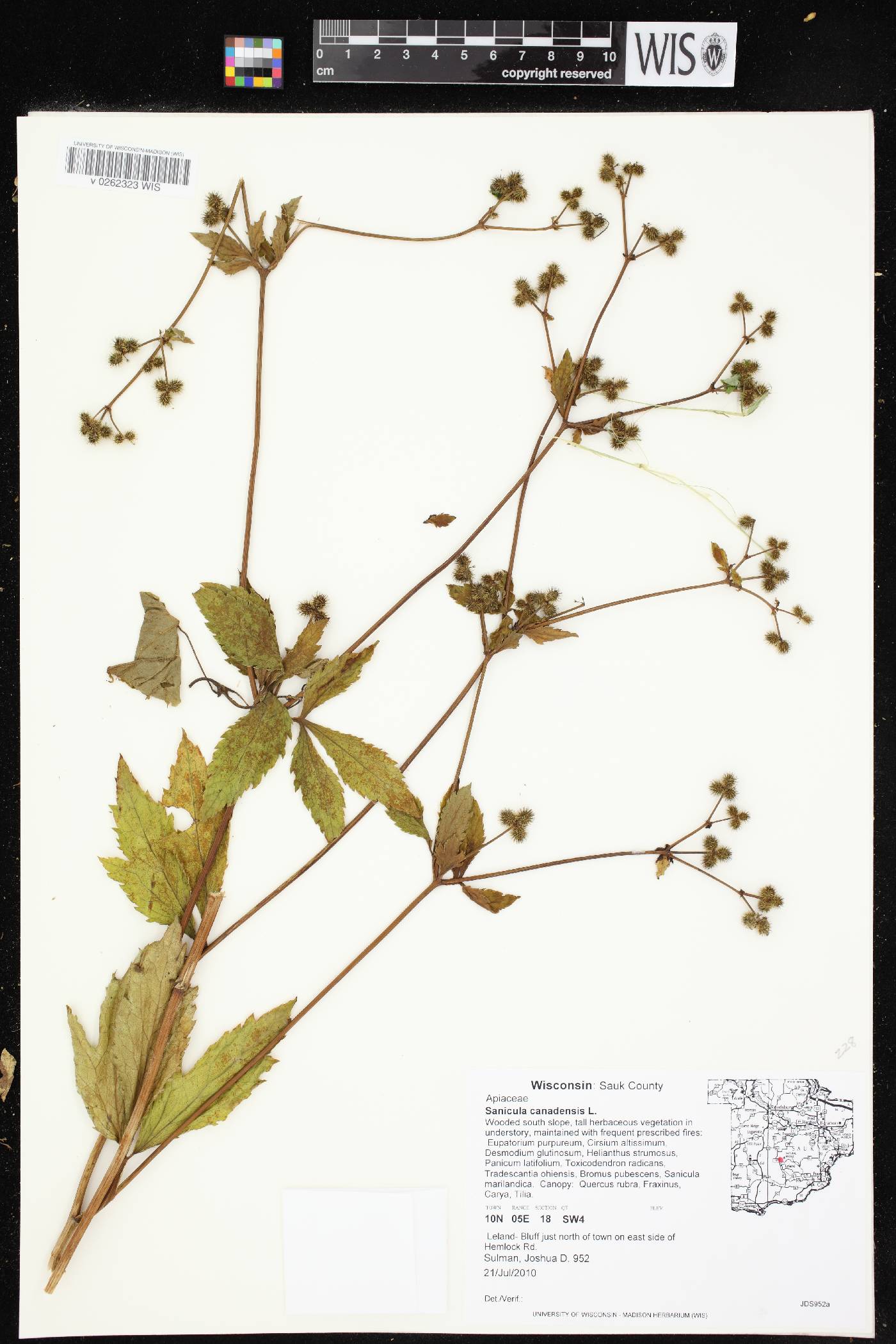 Sanicula canadensis image