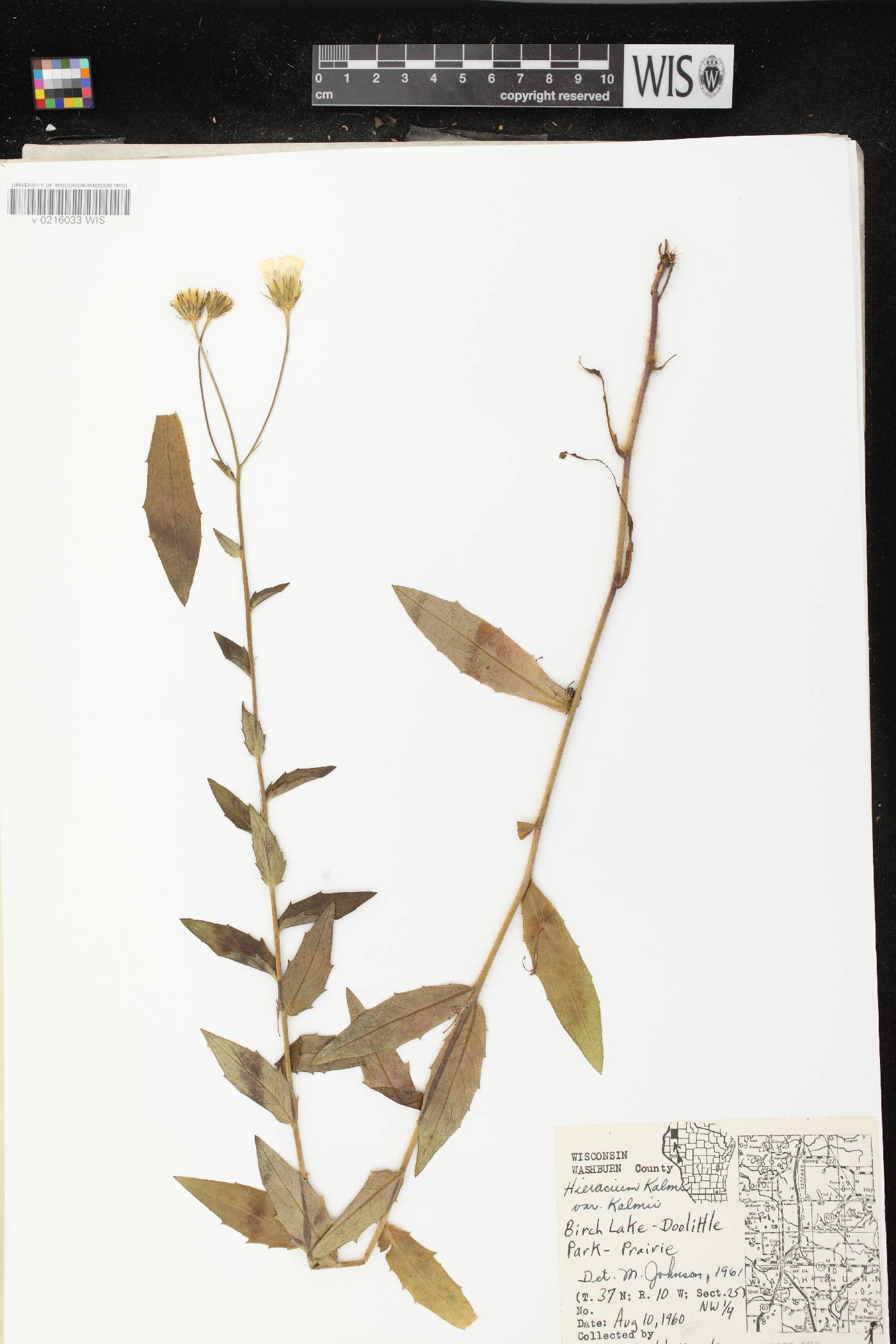 Hieracium umbellatum image