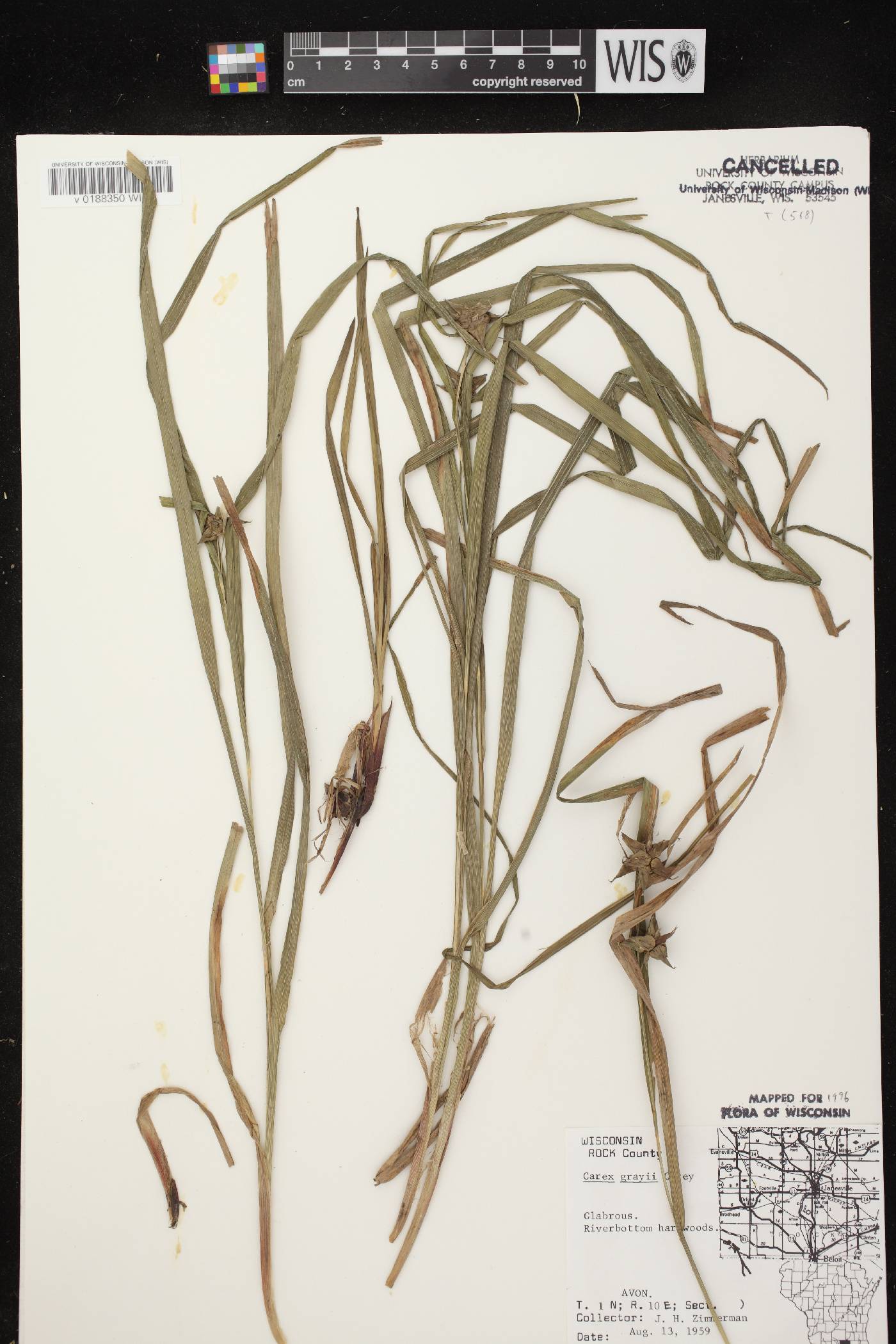 Carex grayi image