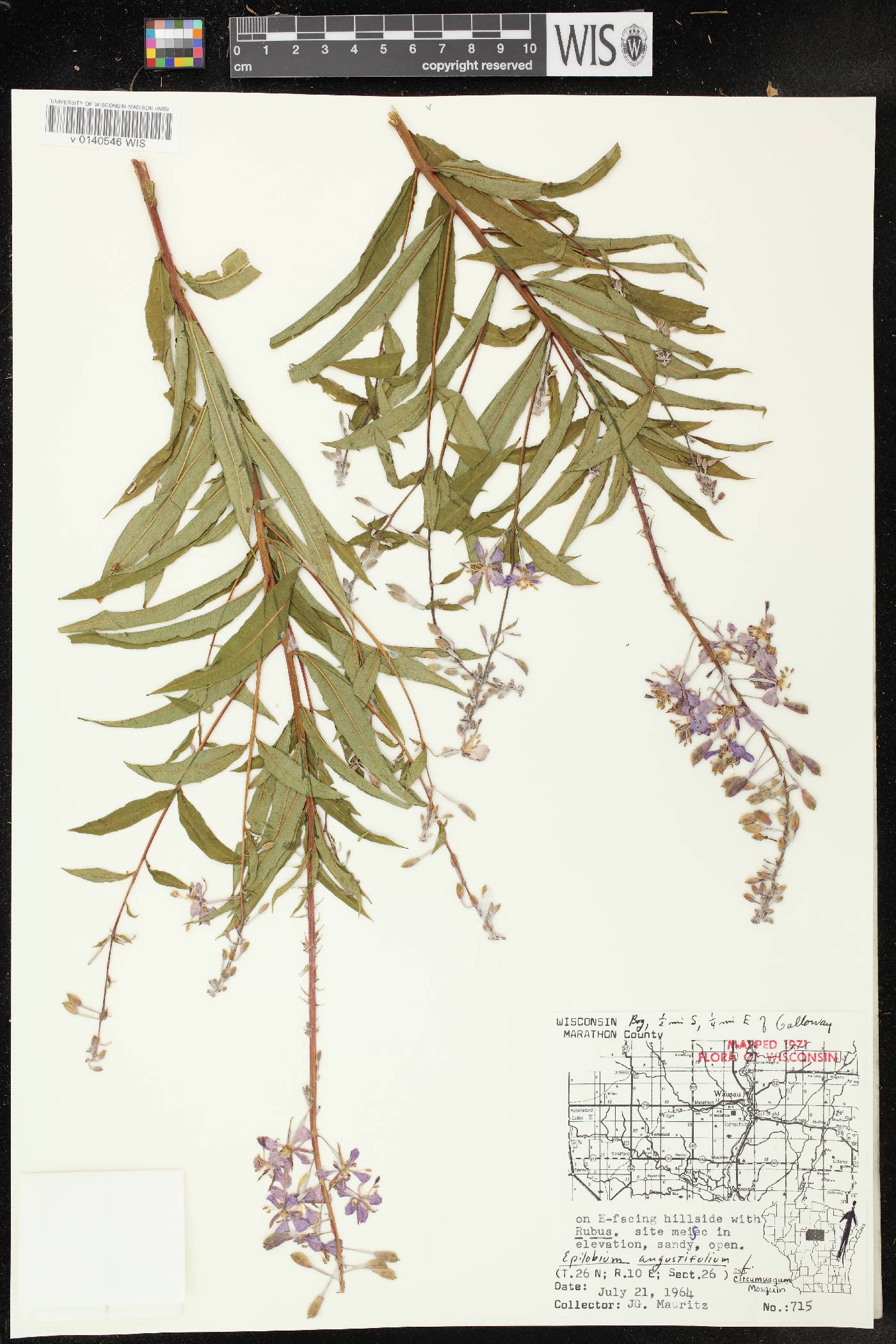 Chamerion angustifolium subsp. circumvagum image