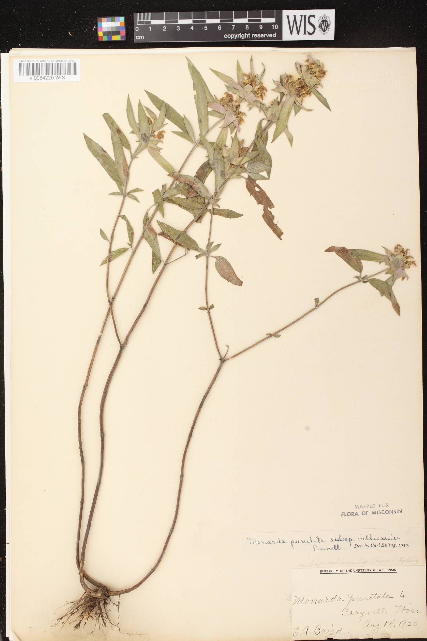 Monarda punctata var. villicaulis image
