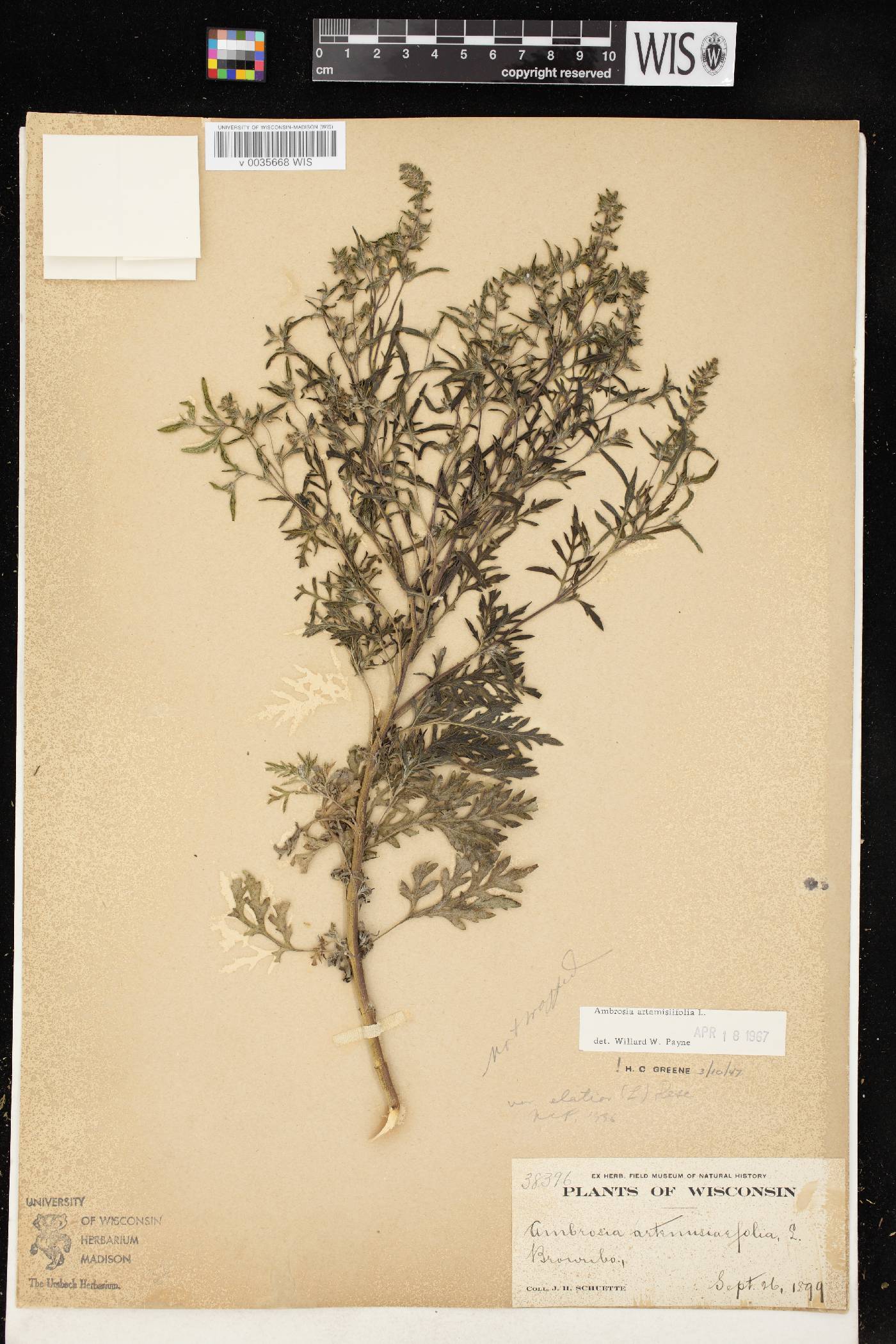 Ambrosia artemisiifolia image