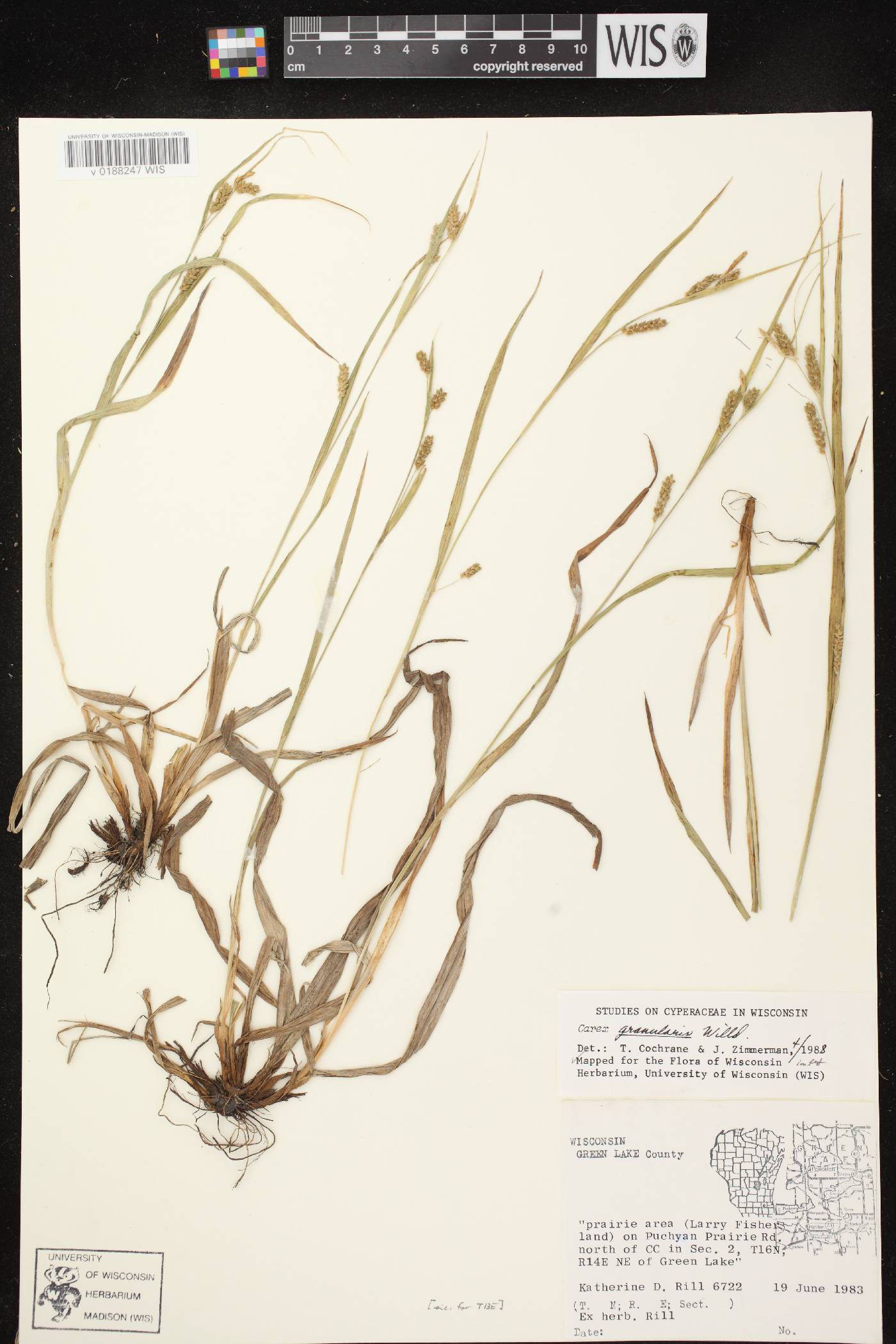 Carex granularis image