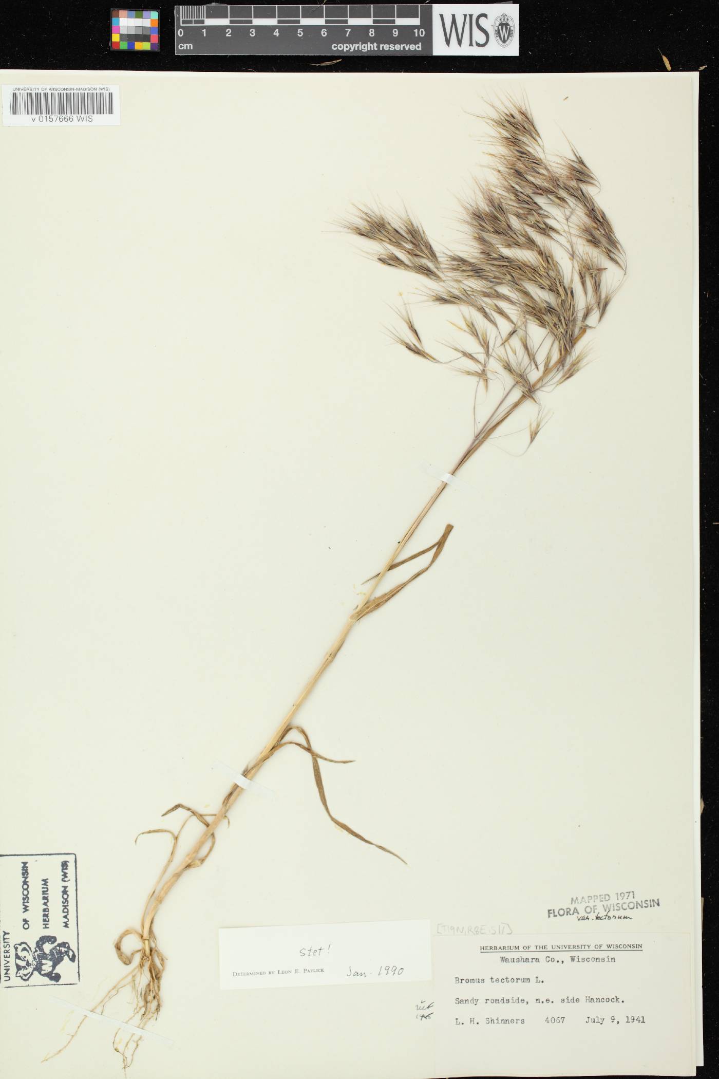 Bromus tectorum image