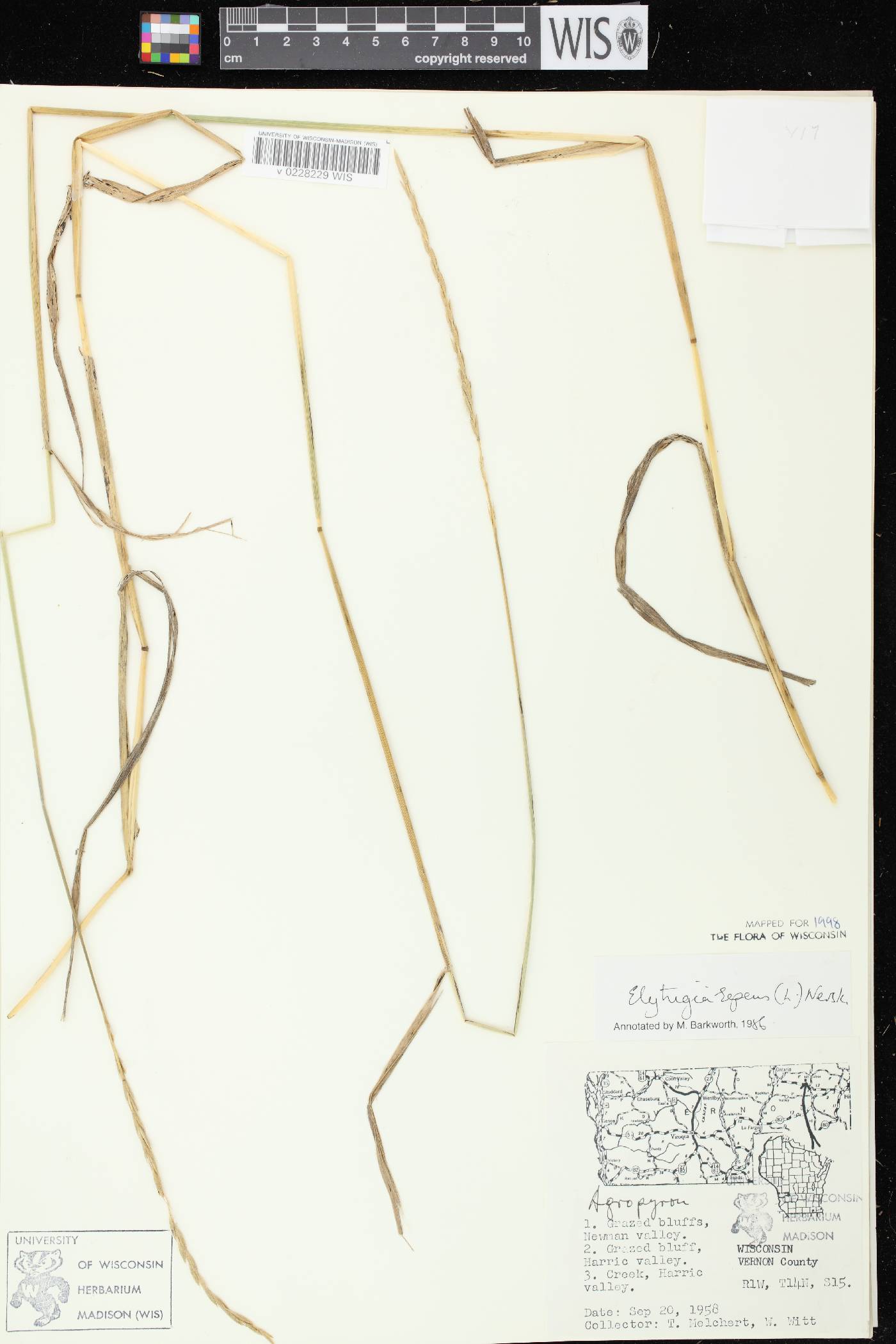 Elymus repens image