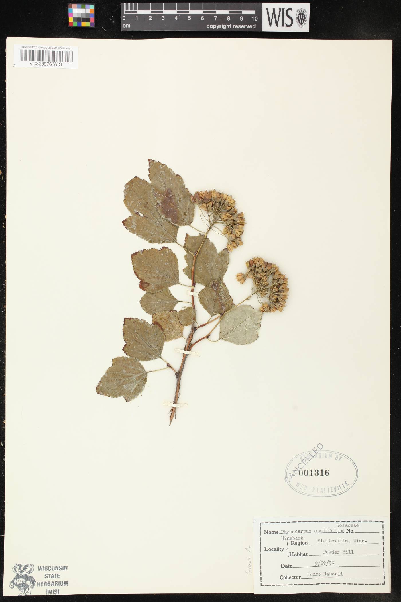 Physocarpus opulifolius image